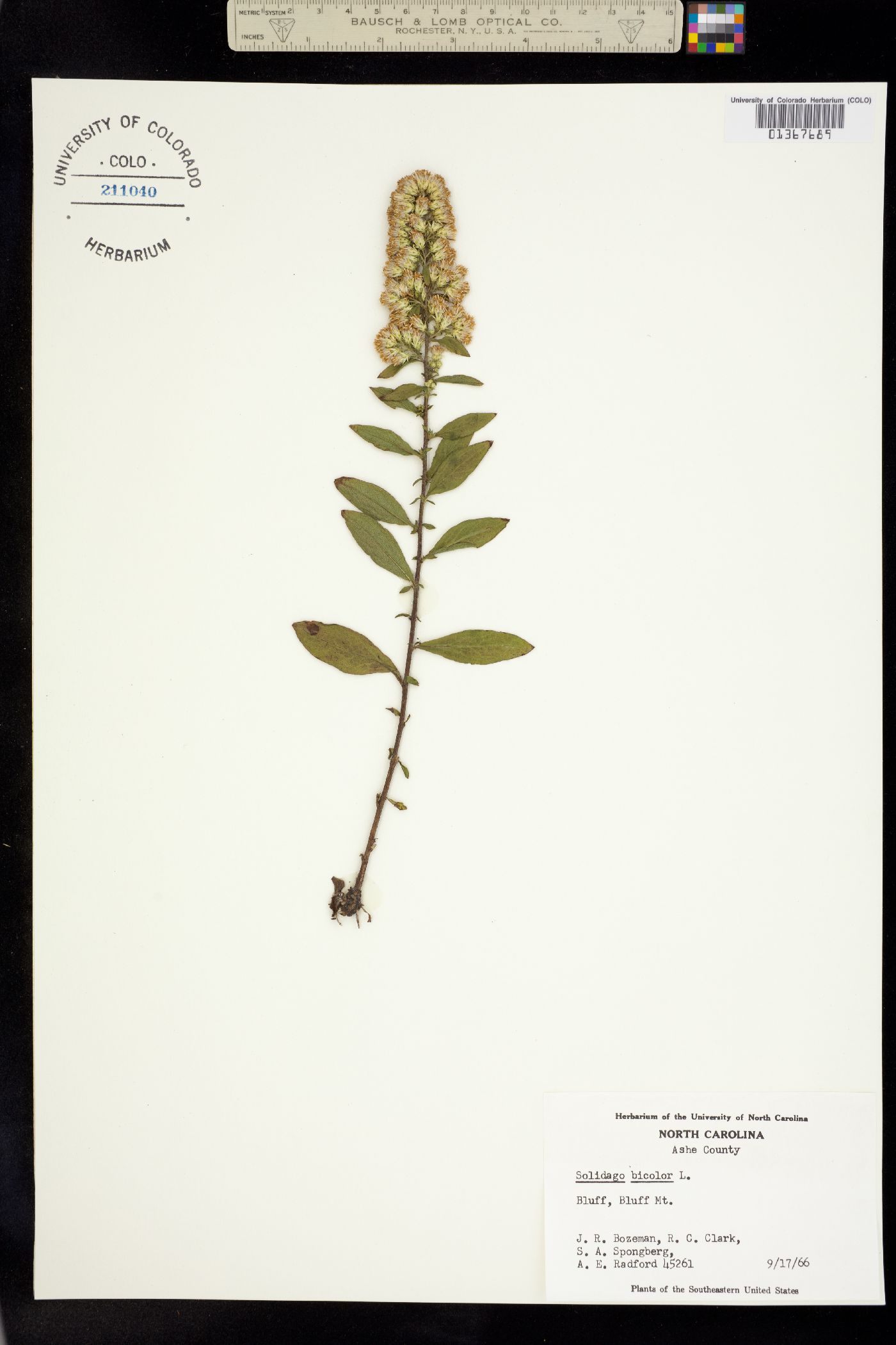 Solidago bicolor image