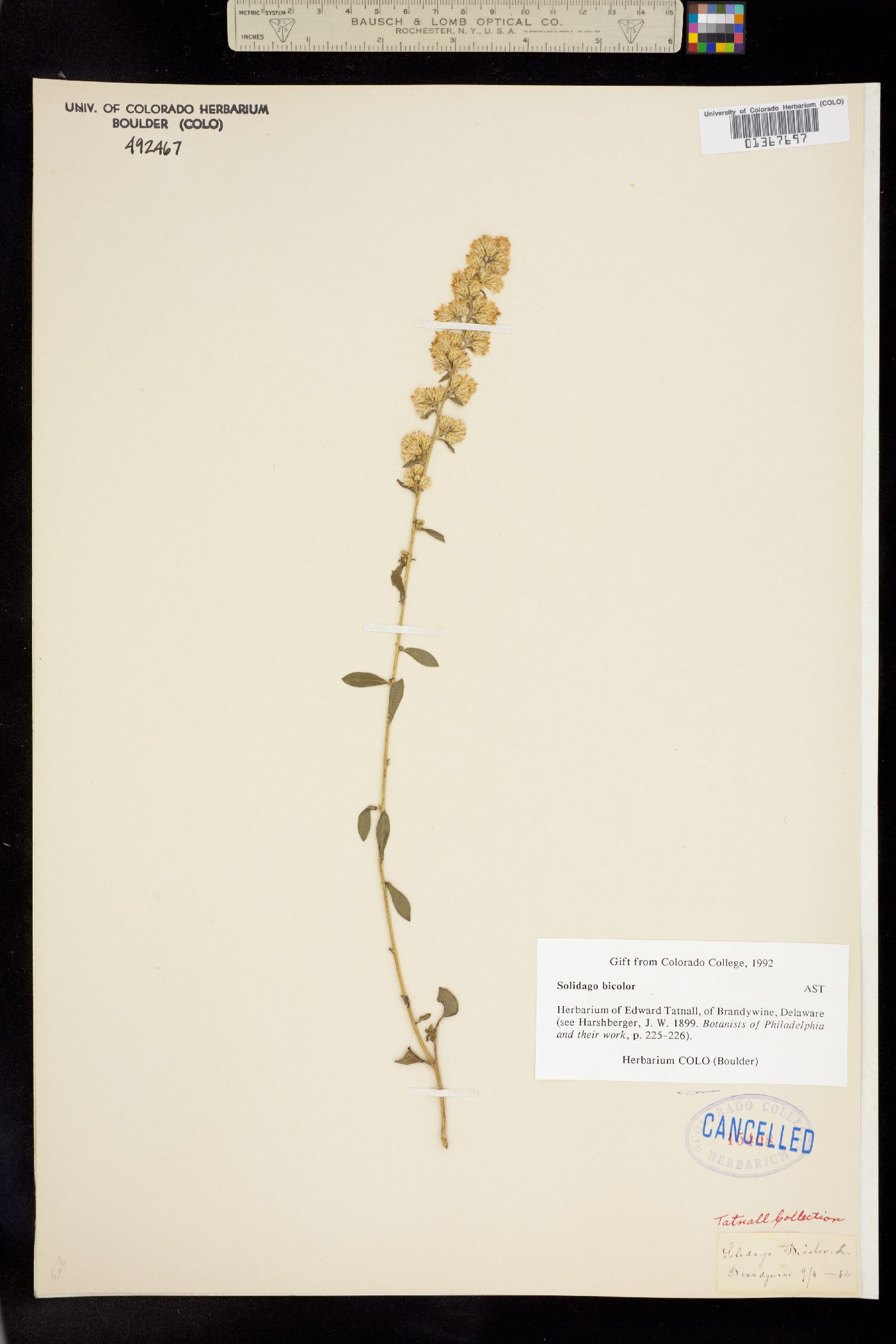 Solidago bicolor image