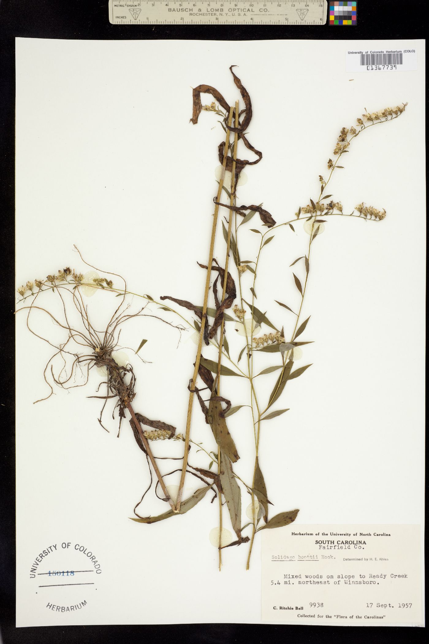 Solidago boottii image