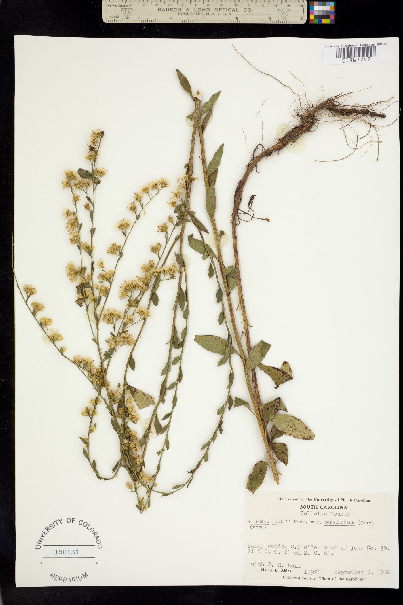 Solidago boottii image