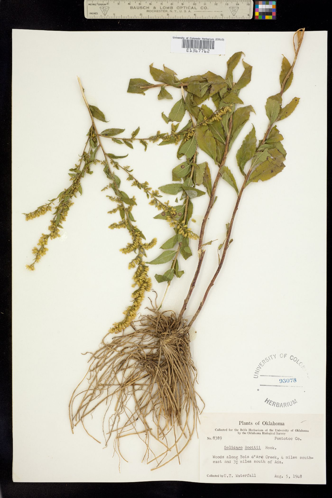 Solidago boottii image