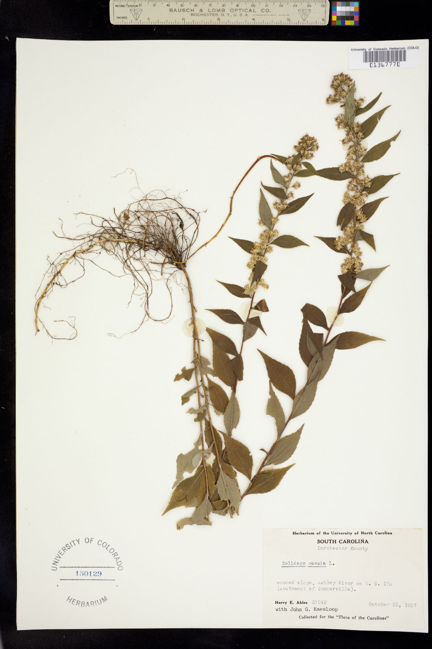 Solidago caesia image