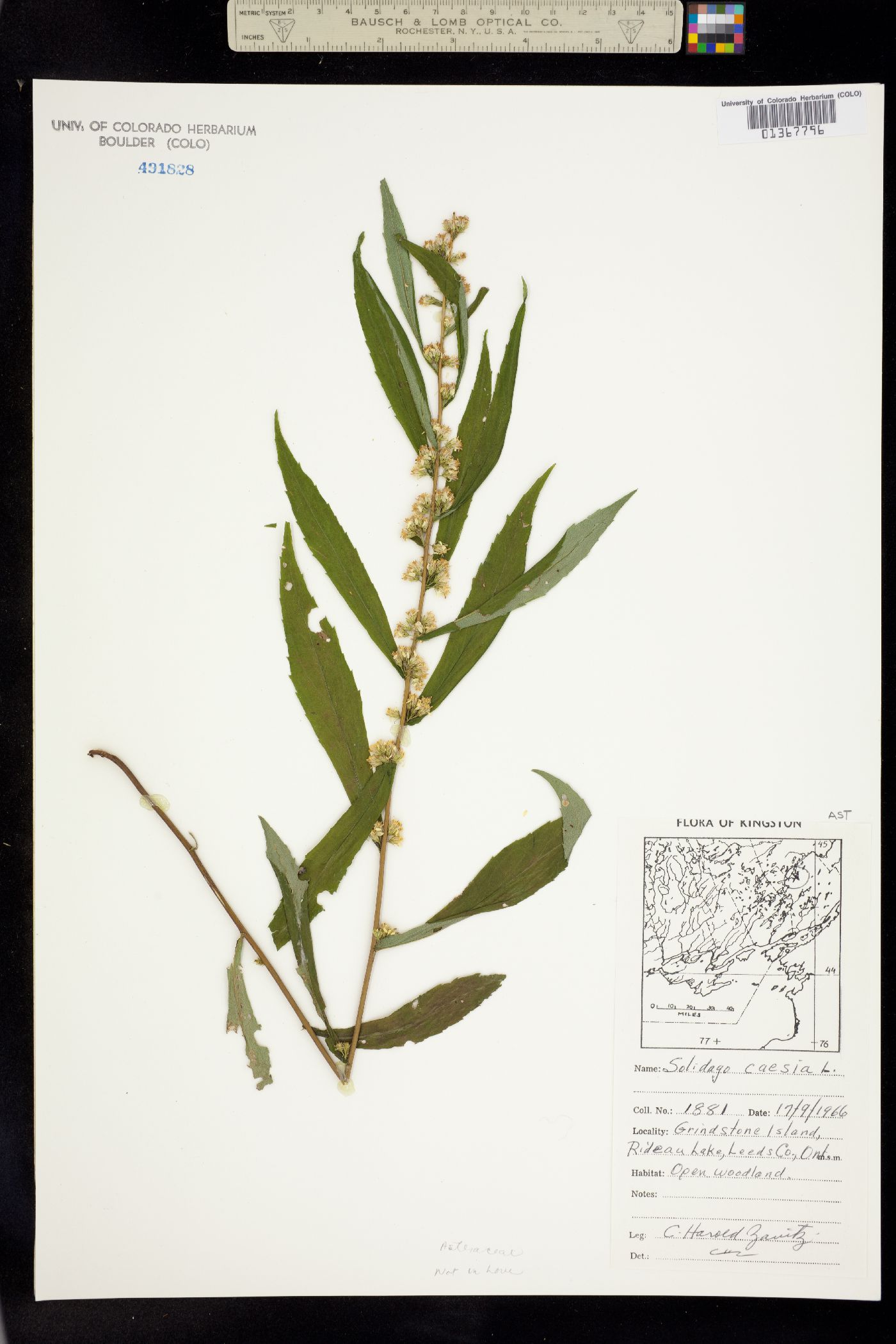 Solidago caesia image
