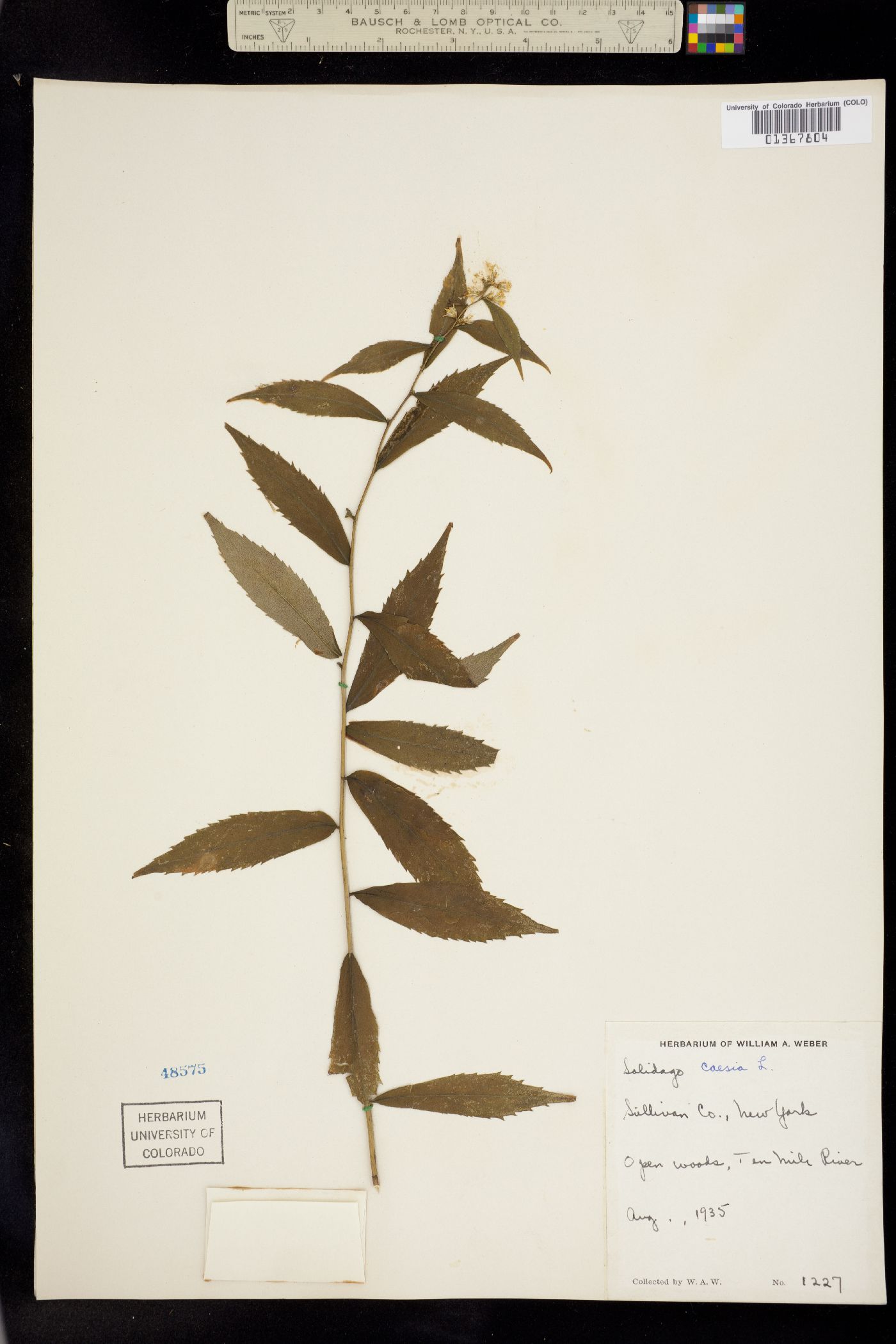 Solidago caesia image