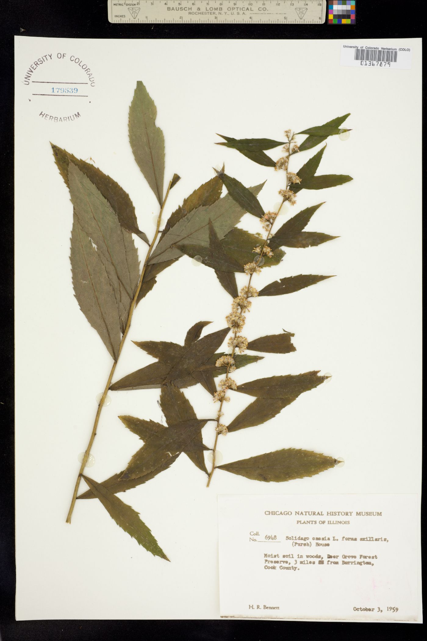 Solidago caesia image