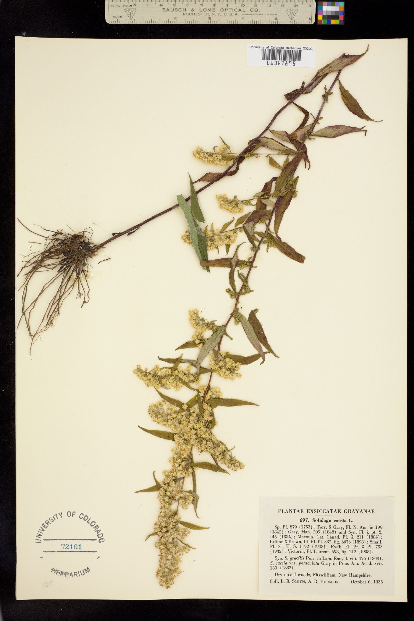 Solidago caesia image