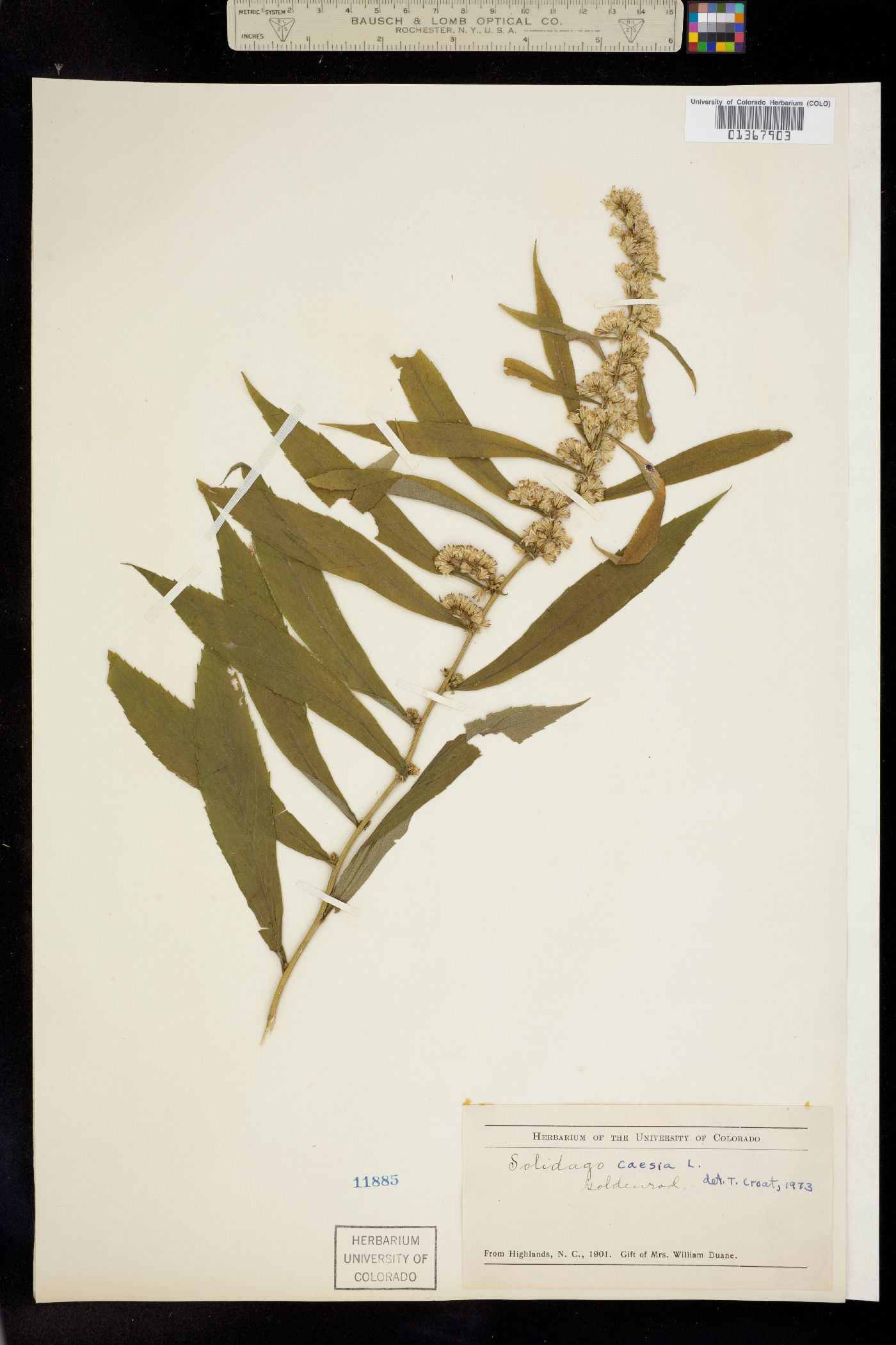 Solidago caesia image