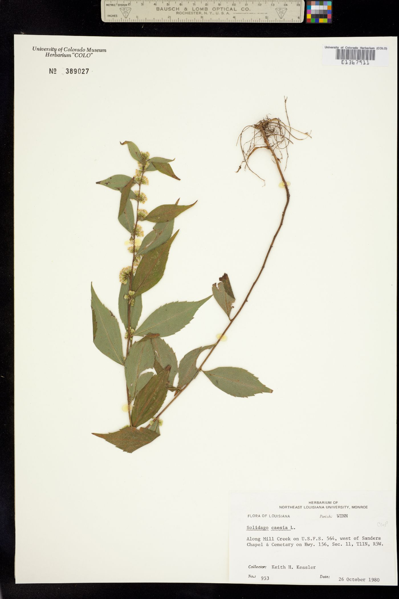 Solidago caesia image