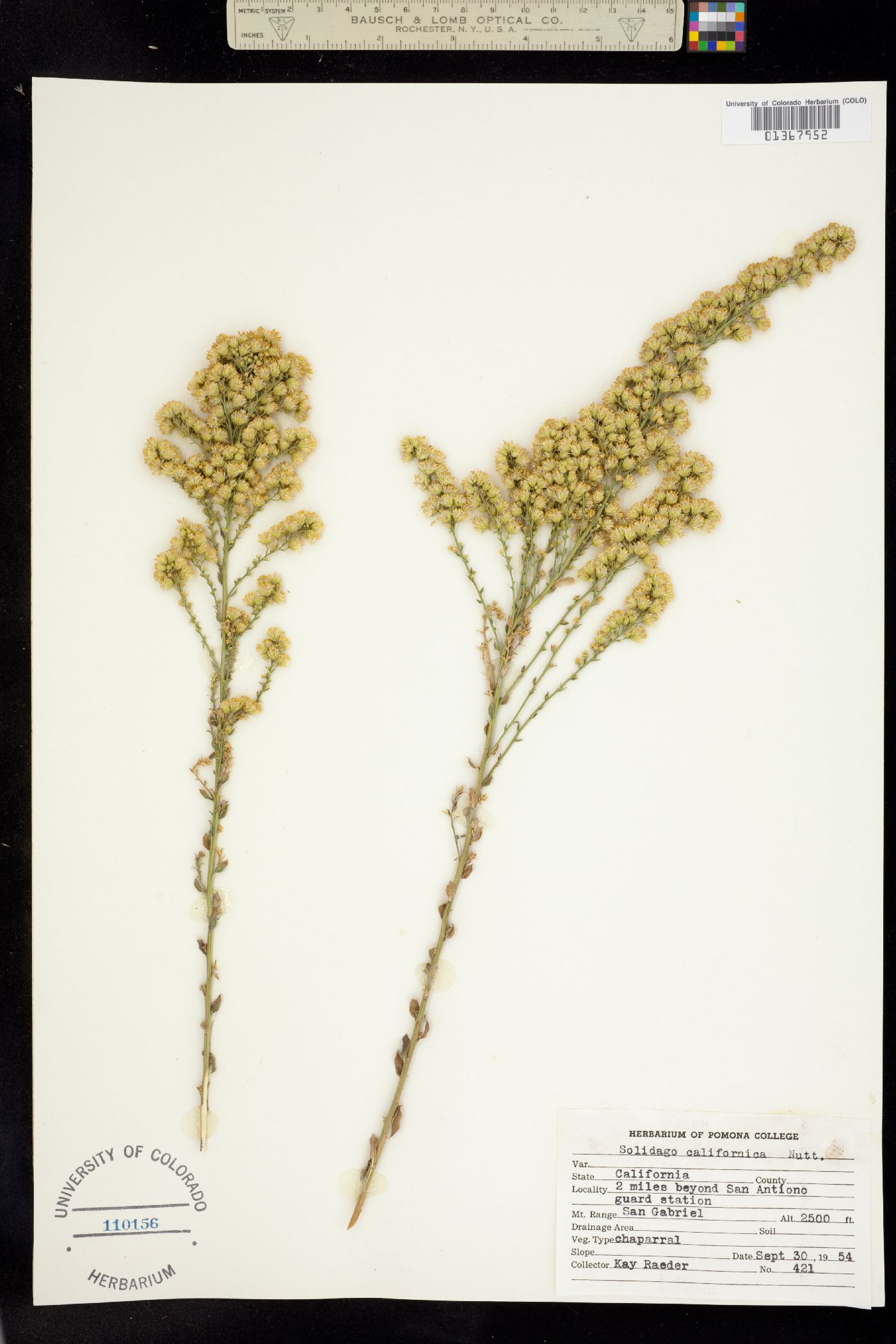 Solidago californica image