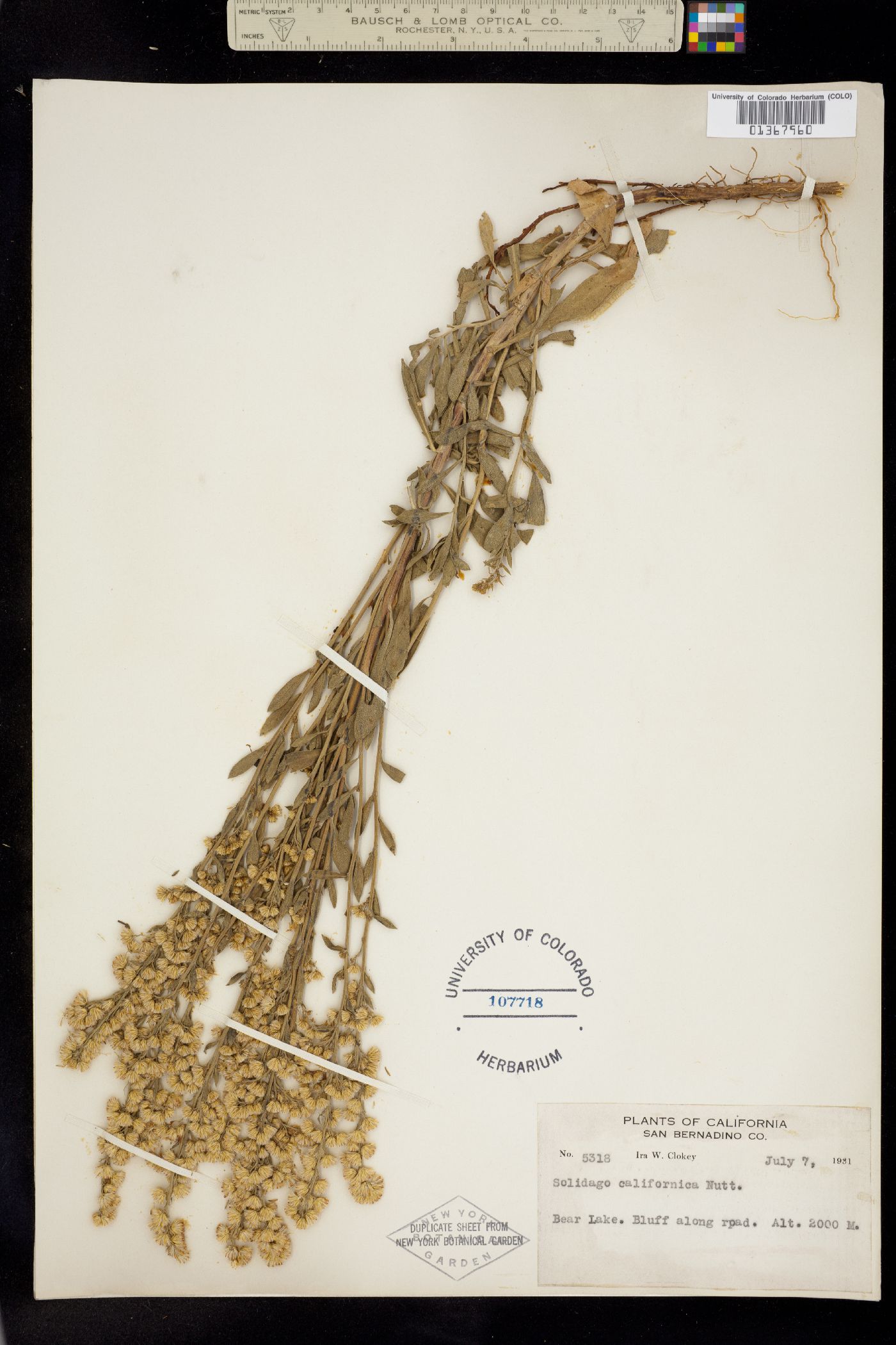 Solidago velutina ssp. califonica image