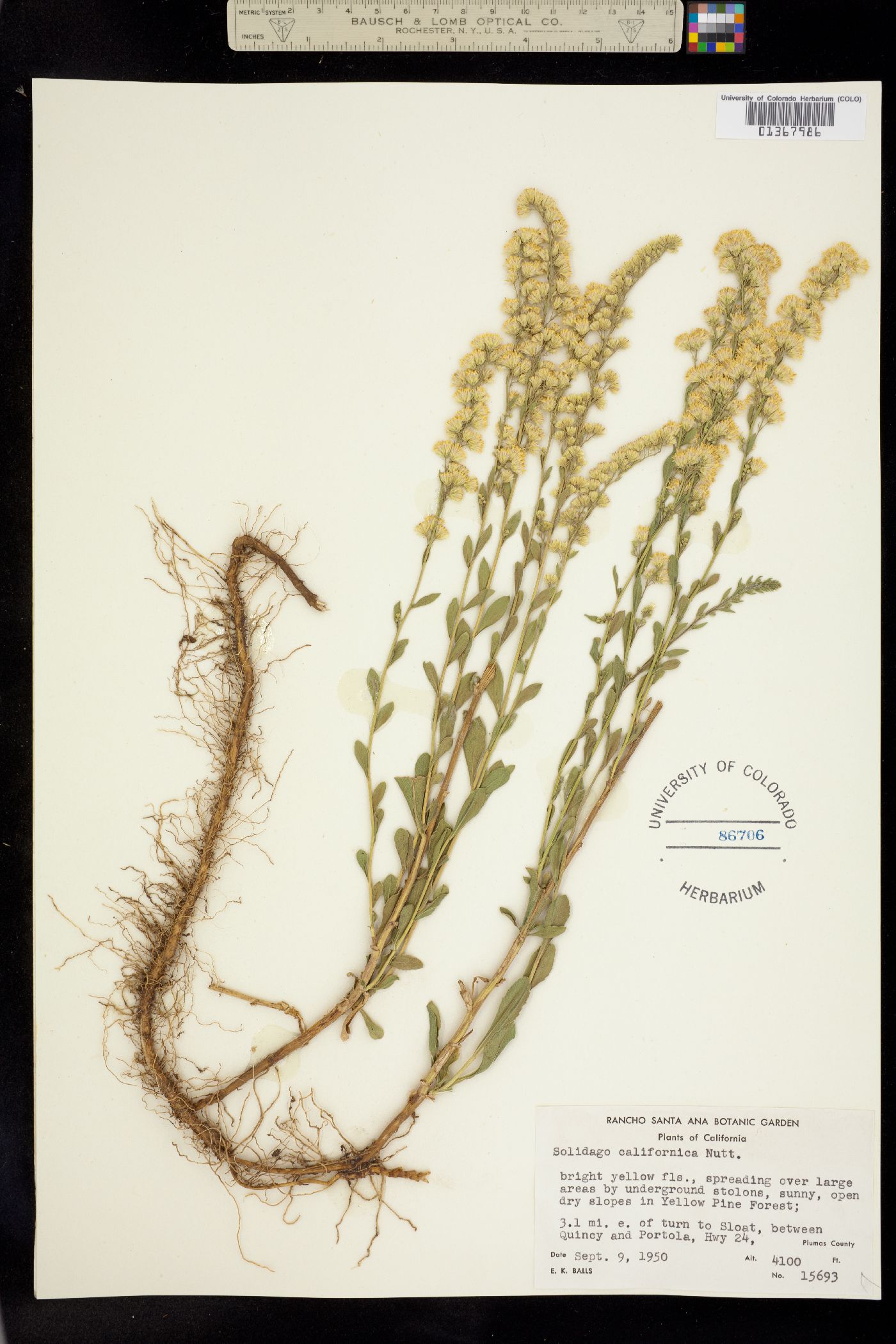 Solidago velutina ssp. califonica image