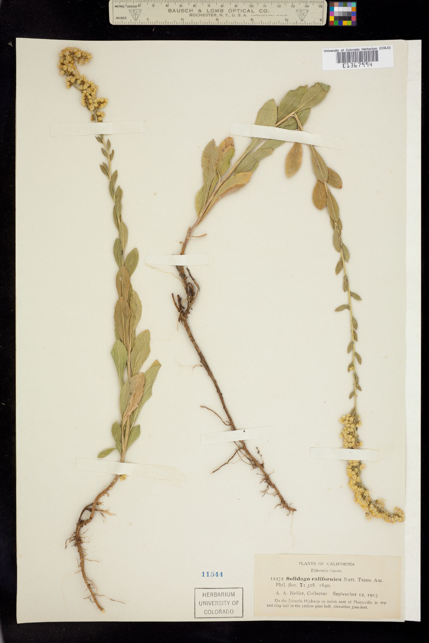 Solidago velutina ssp. califonica image