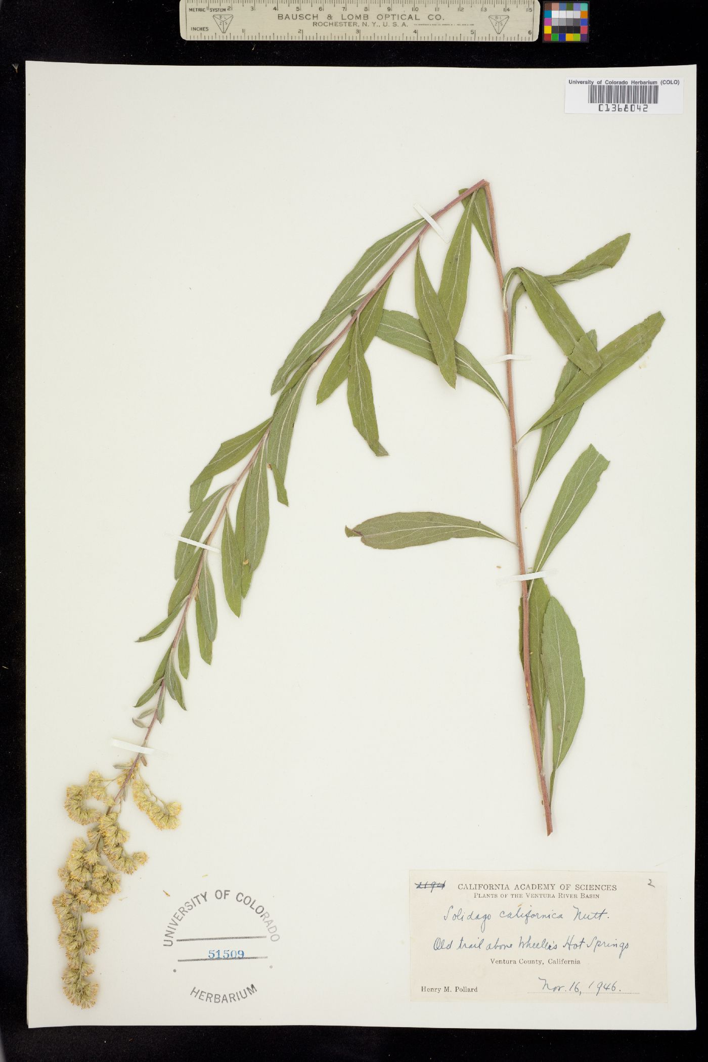 Solidago velutina ssp. califonica image