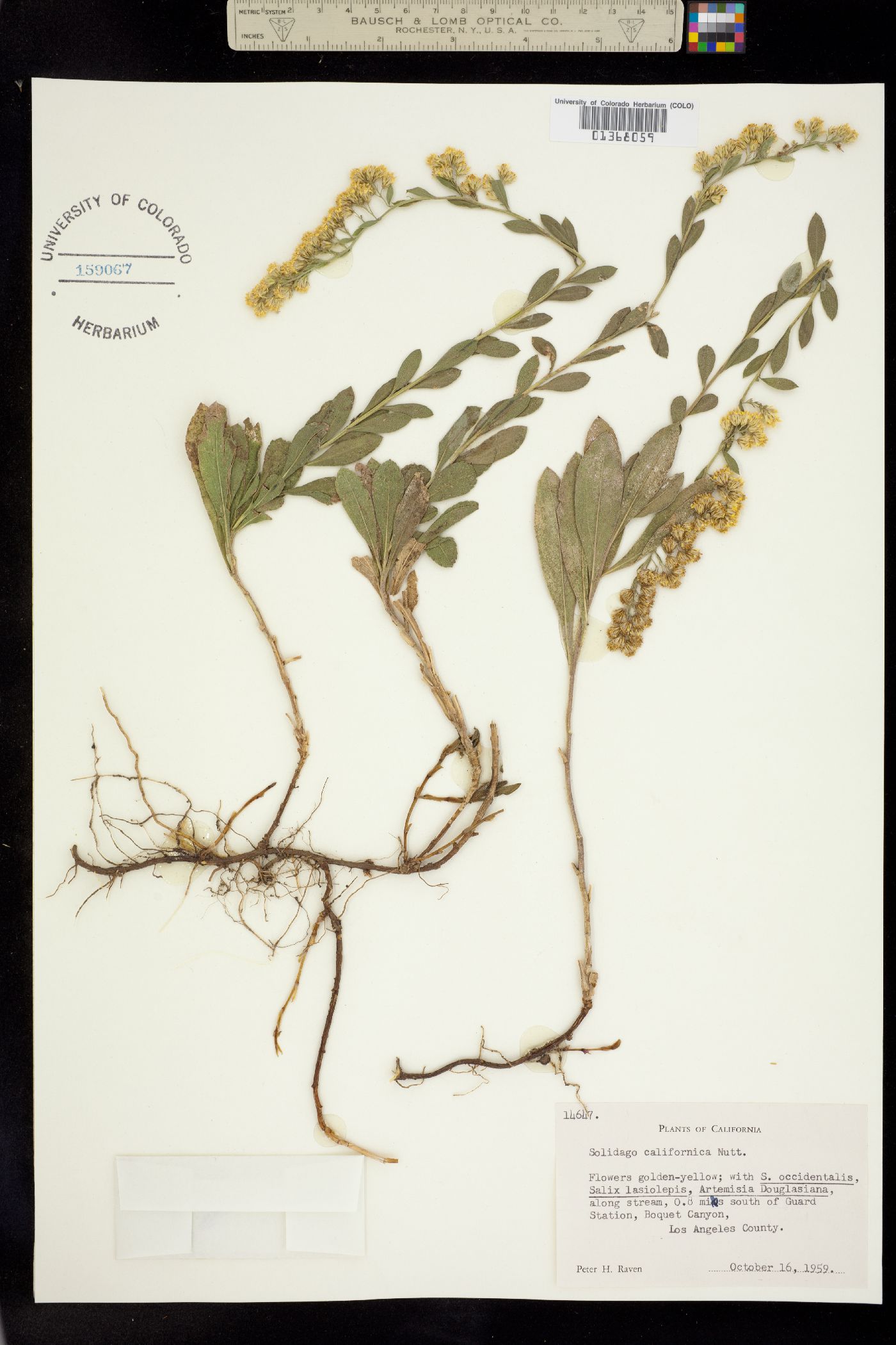 Solidago velutina ssp. califonica image