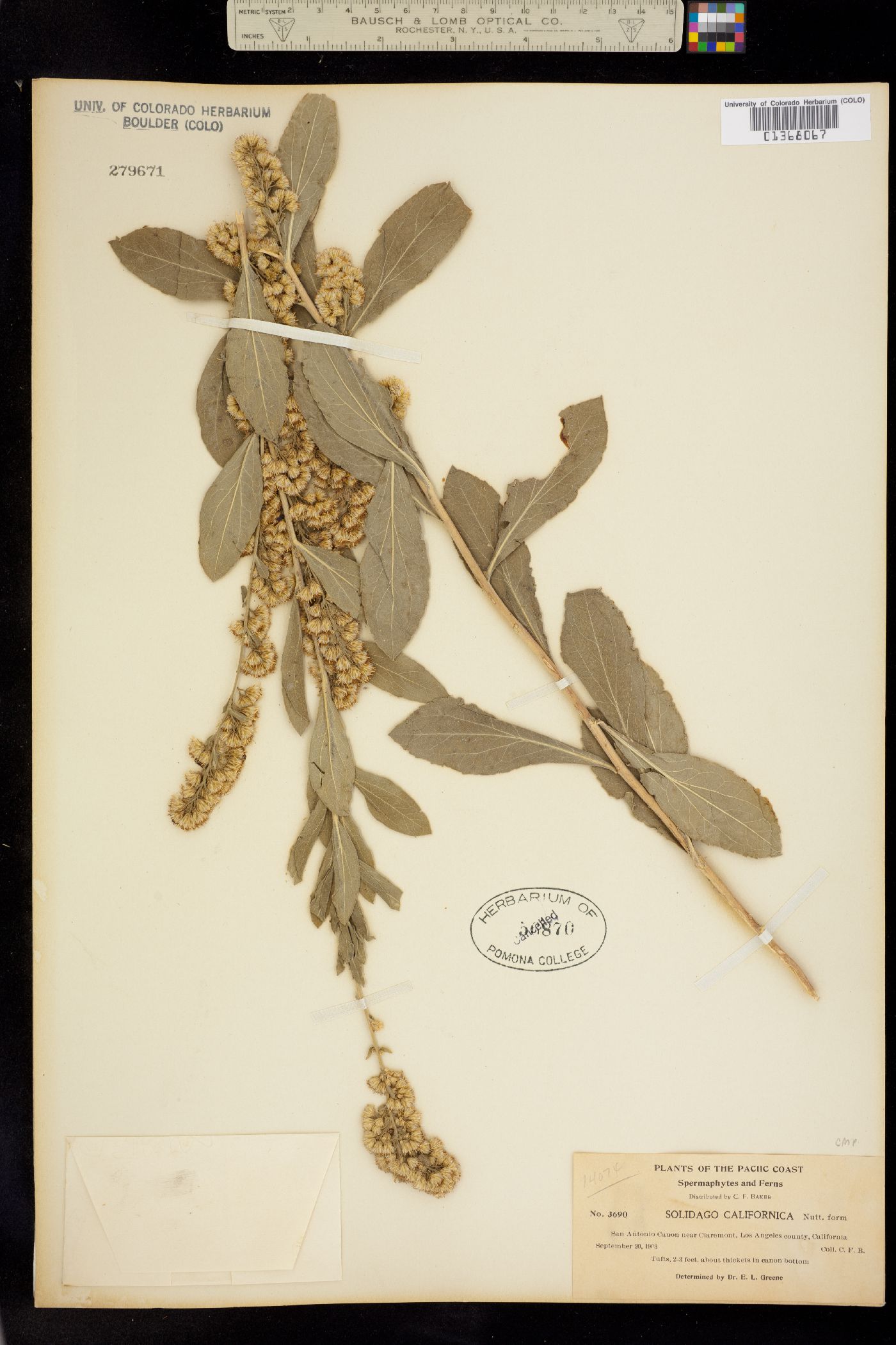 Solidago californica image