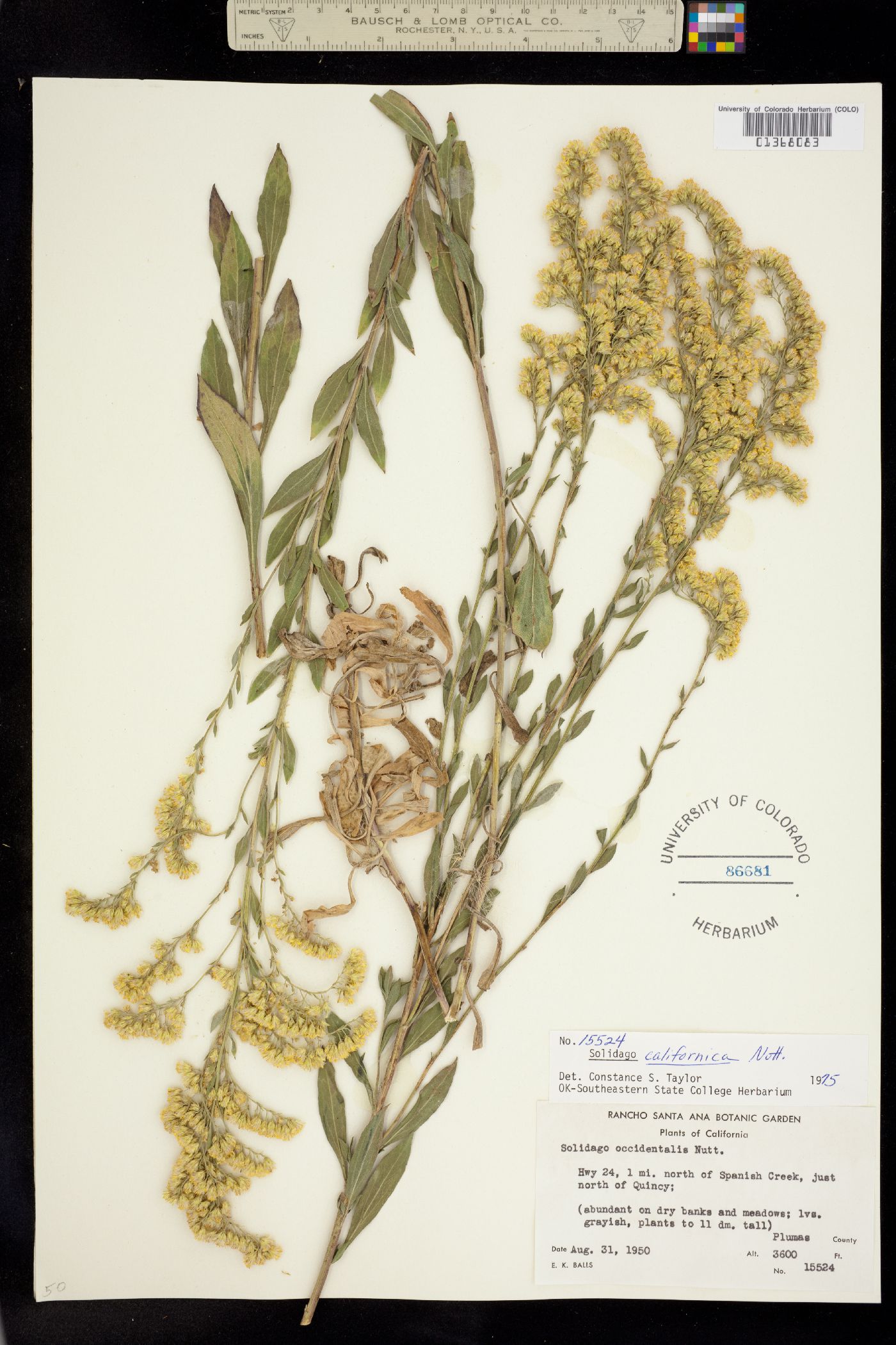 Solidago velutina ssp. califonica image