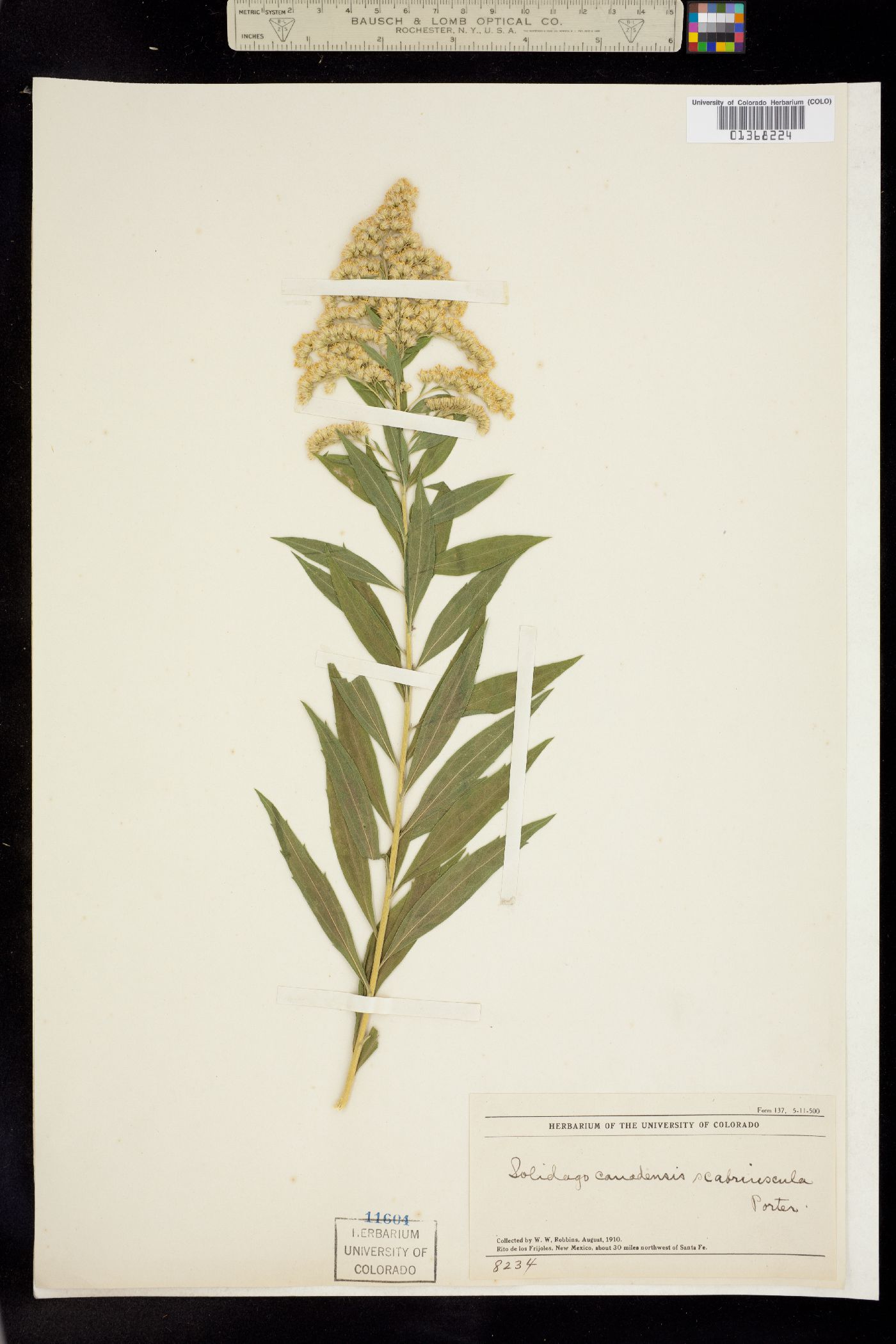 Solidago image
