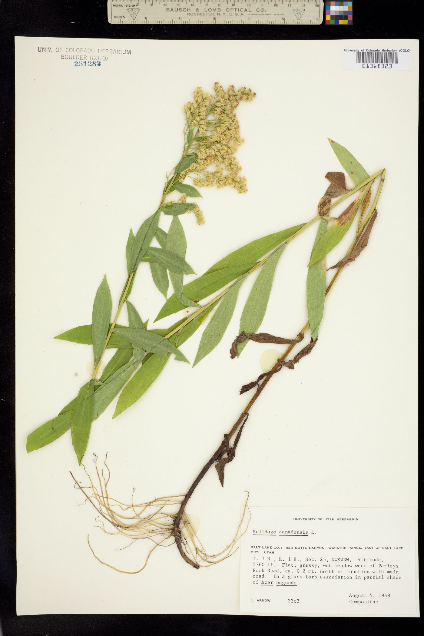 Solidago canadensis image
