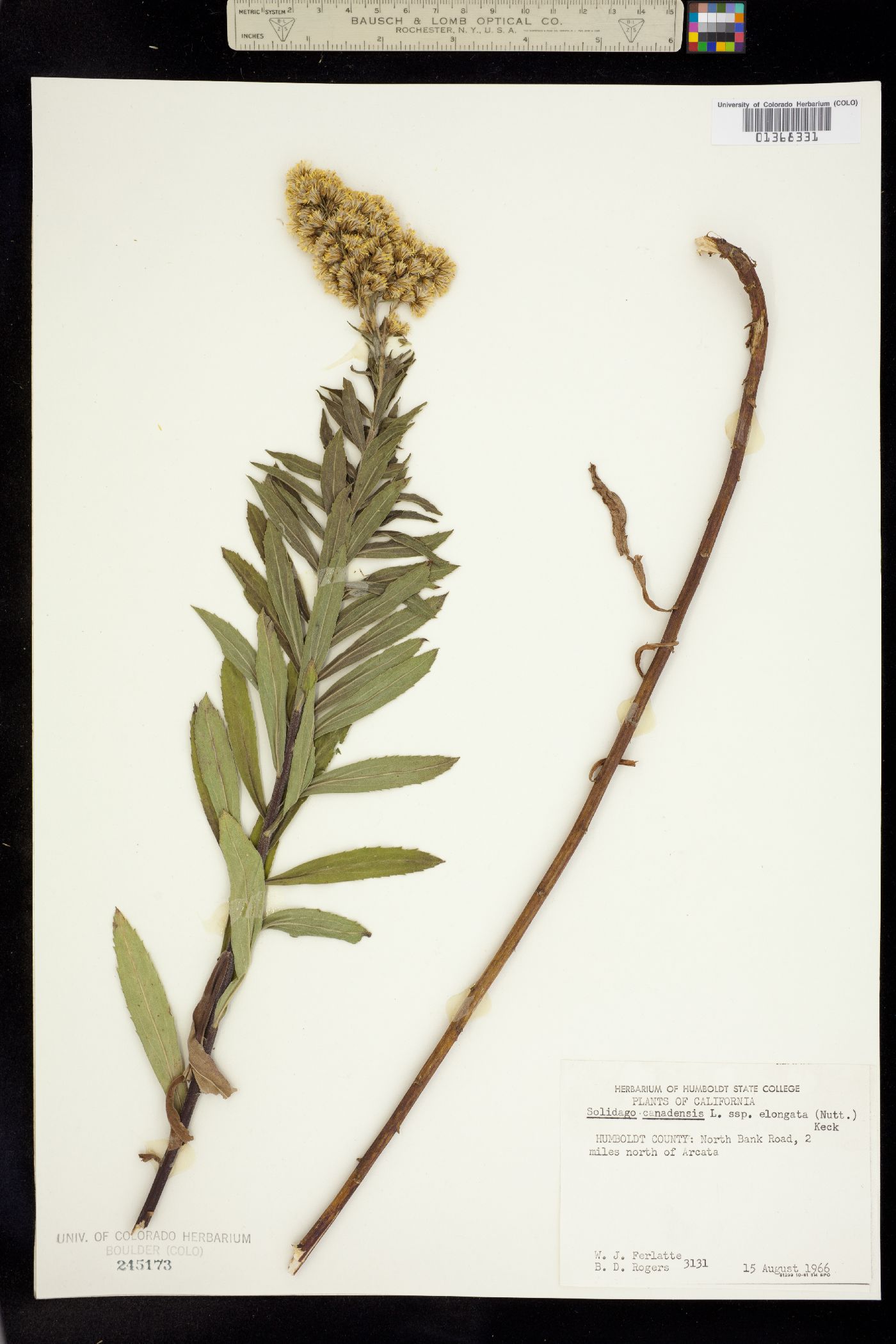 Solidago canadensis image