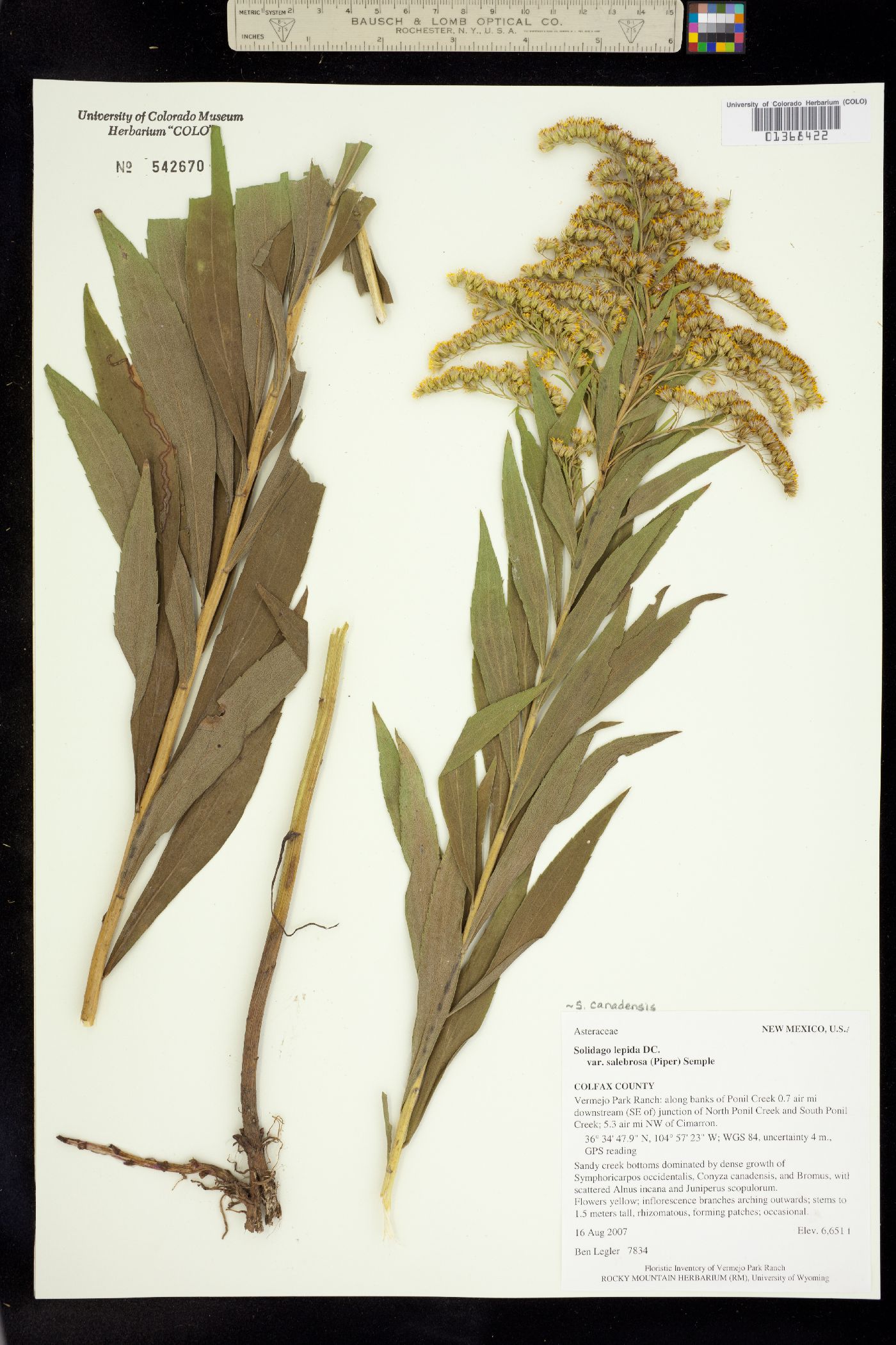 Solidago canadensis image