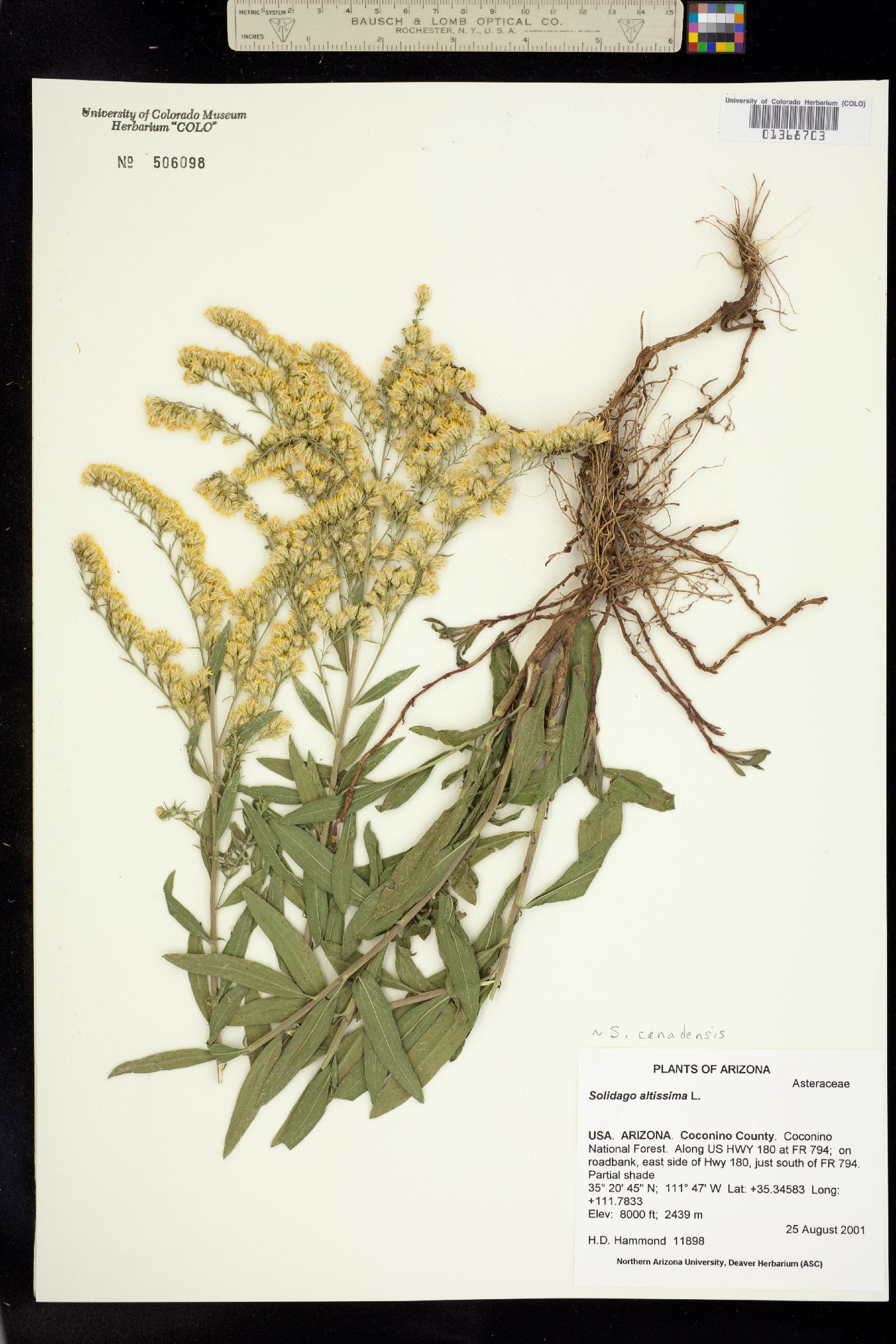Solidago image