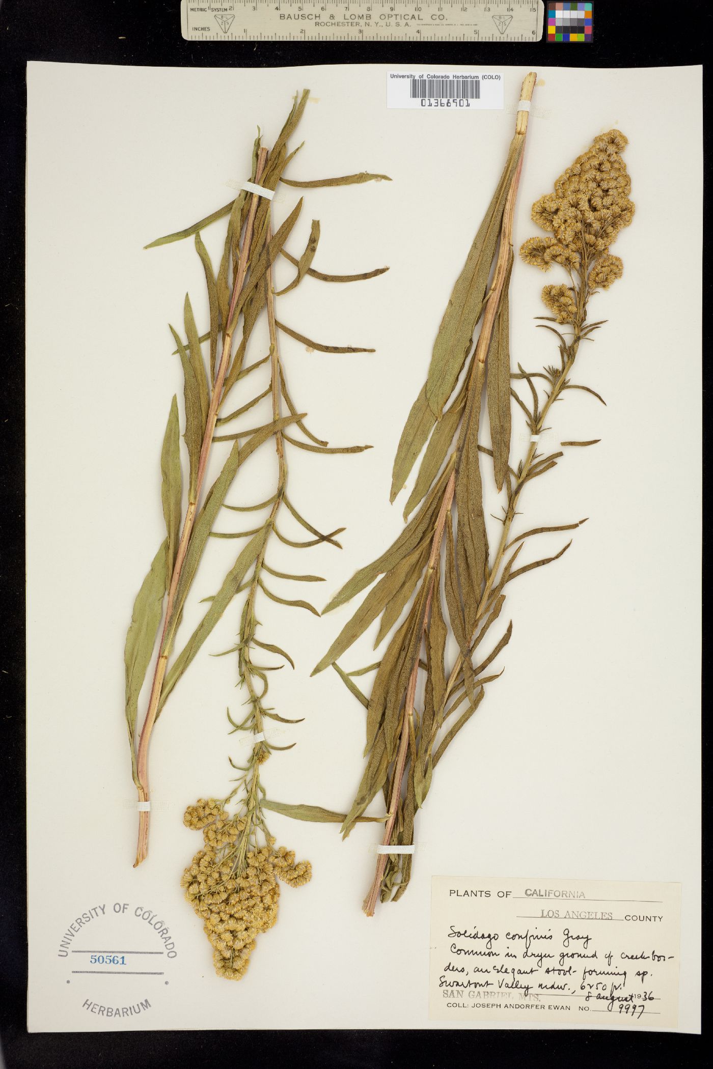 Solidago confinis image