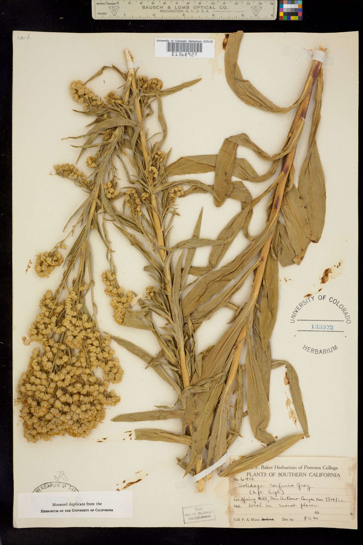 Solidago confinis image