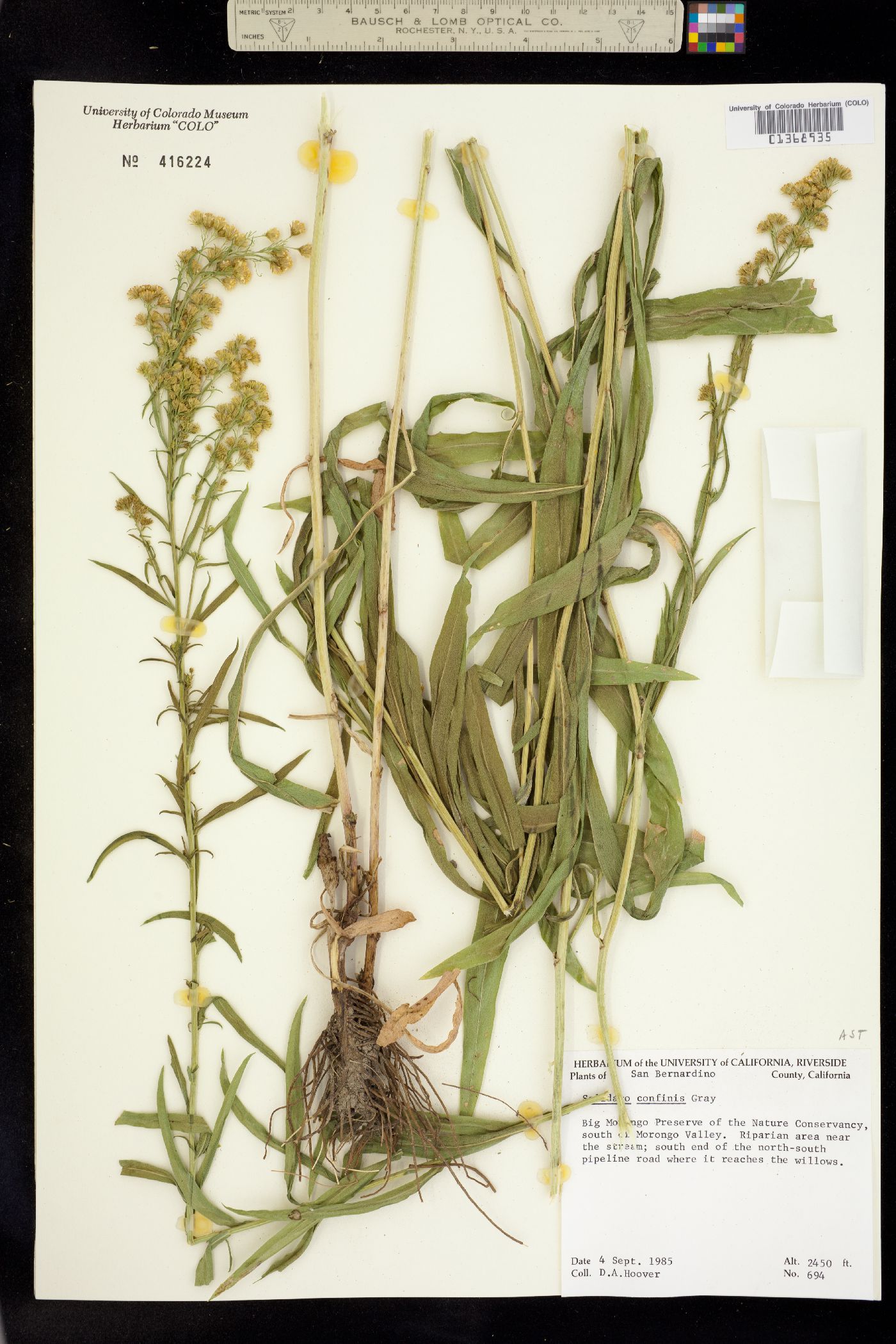 Solidago confinis image