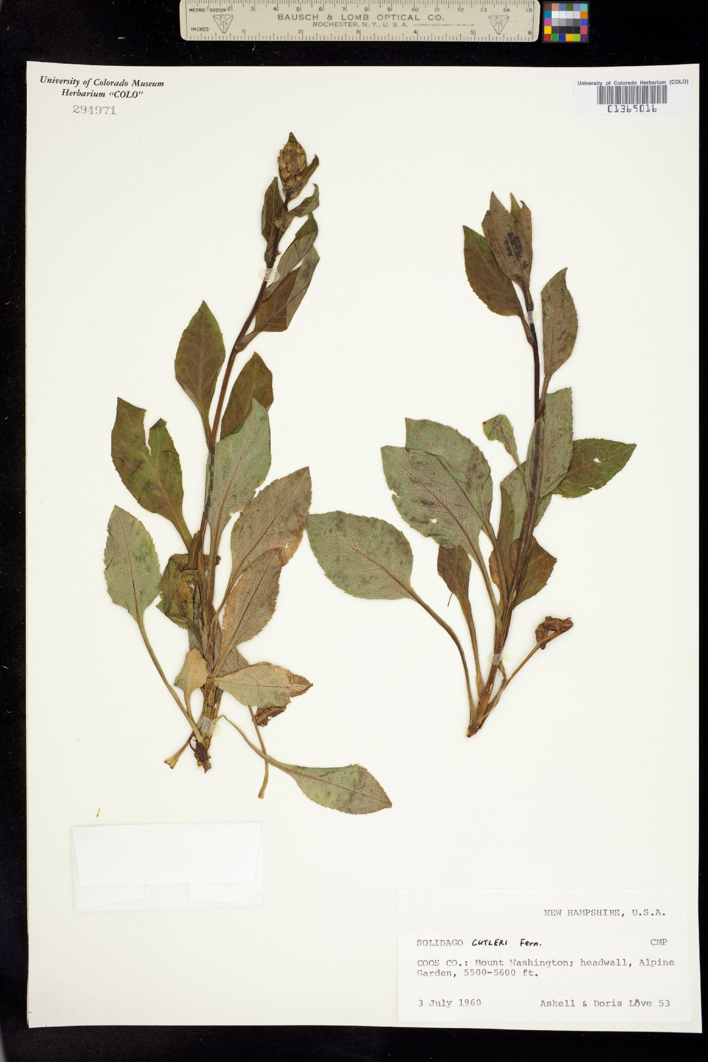 Solidago leiocarpa image