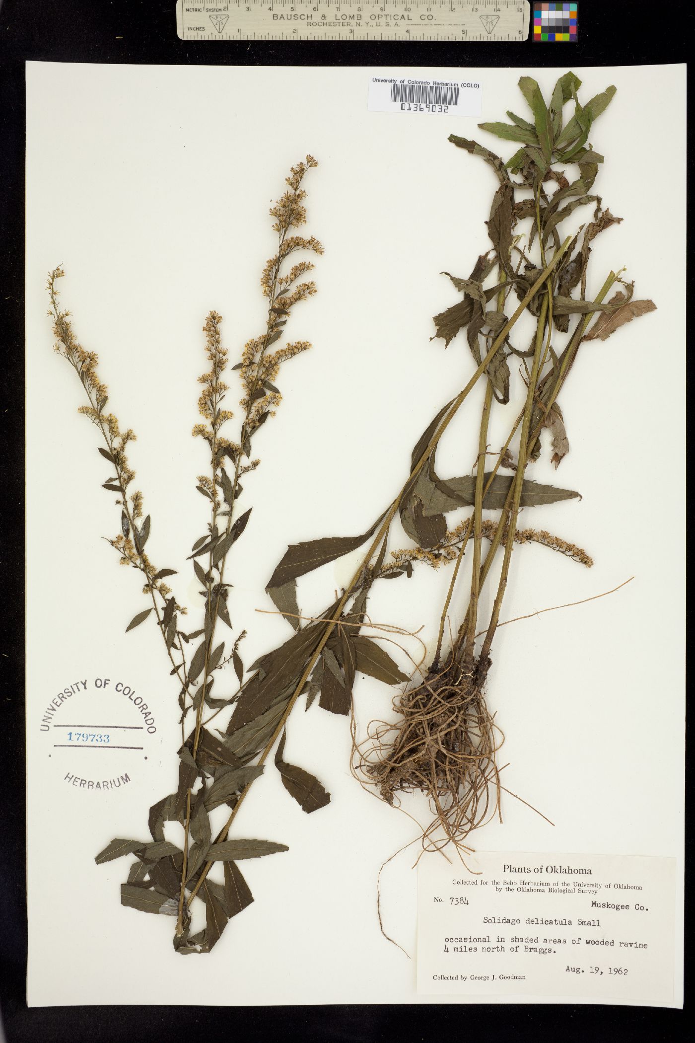 Solidago delicatula image