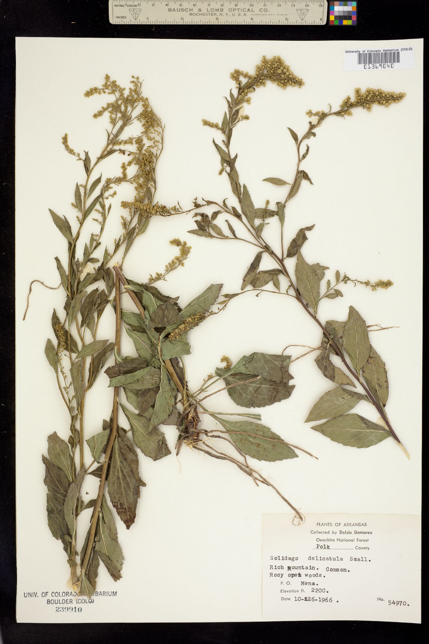 Solidago delicatula image