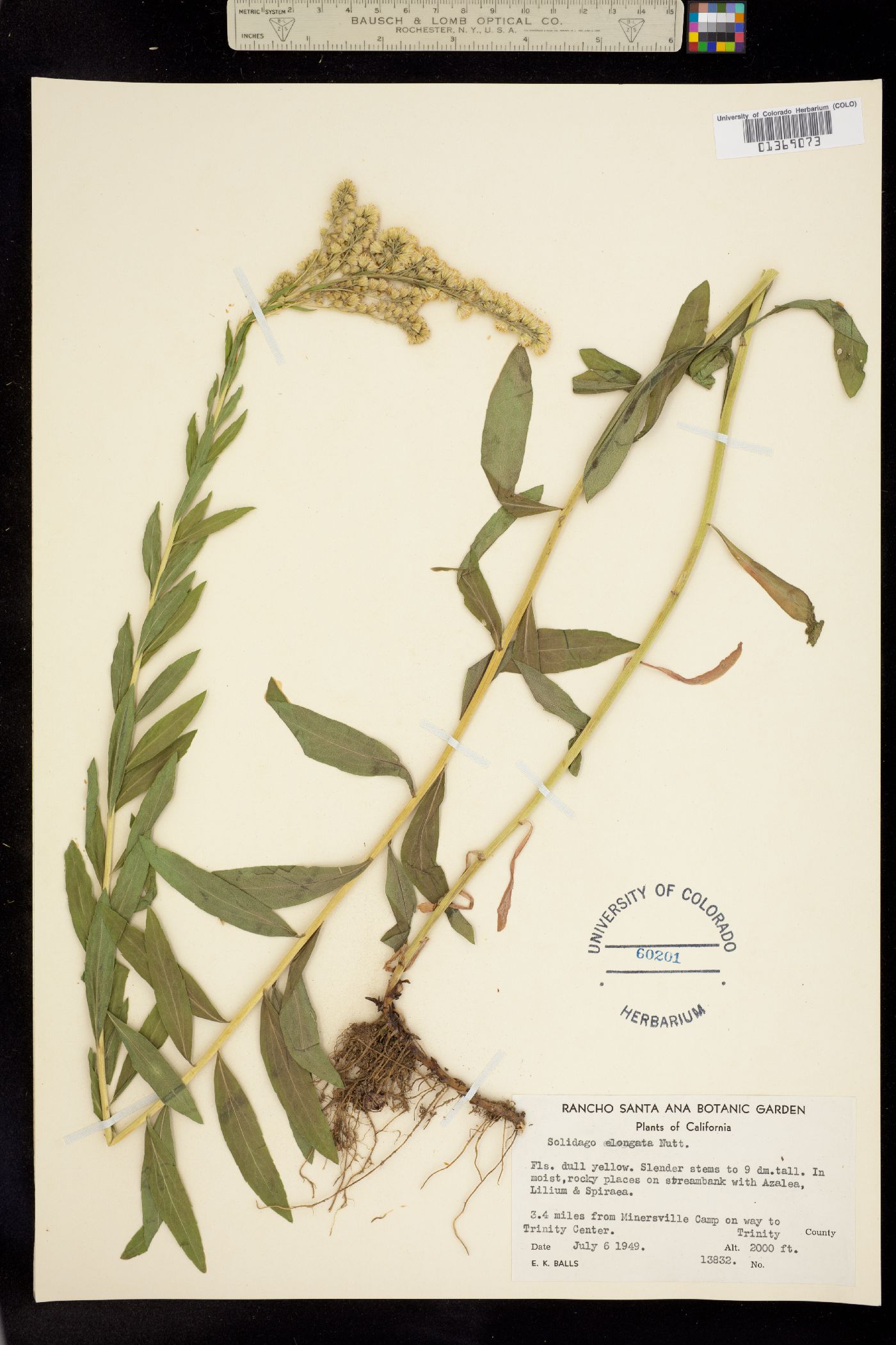 Solidago elongata image