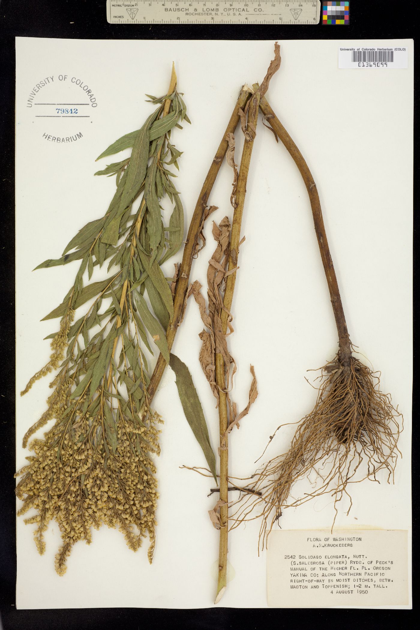 Solidago elongata image