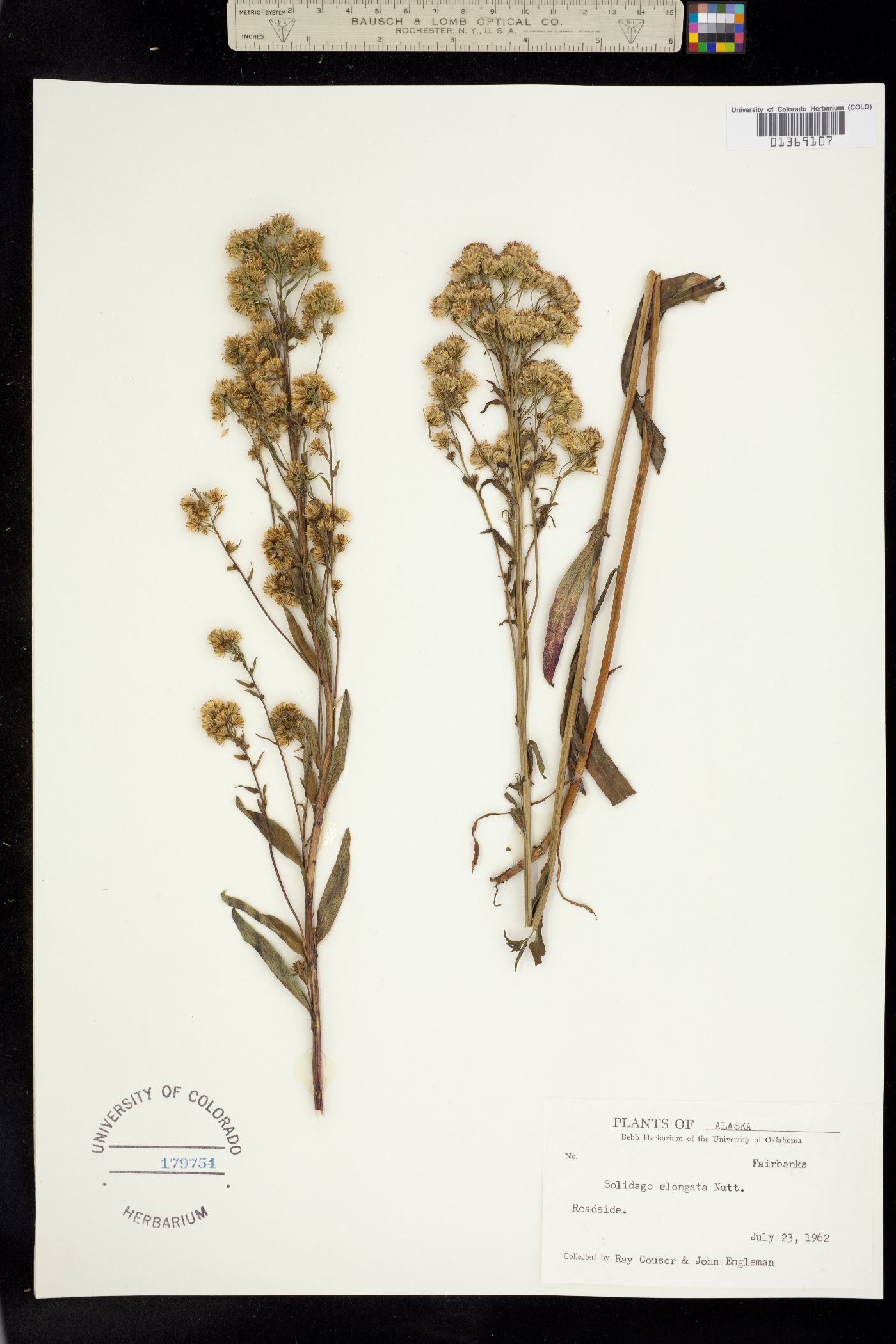 Solidago elongata image