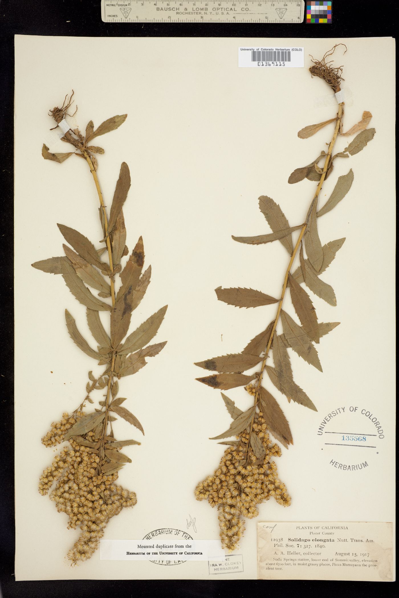 Solidago elongata image