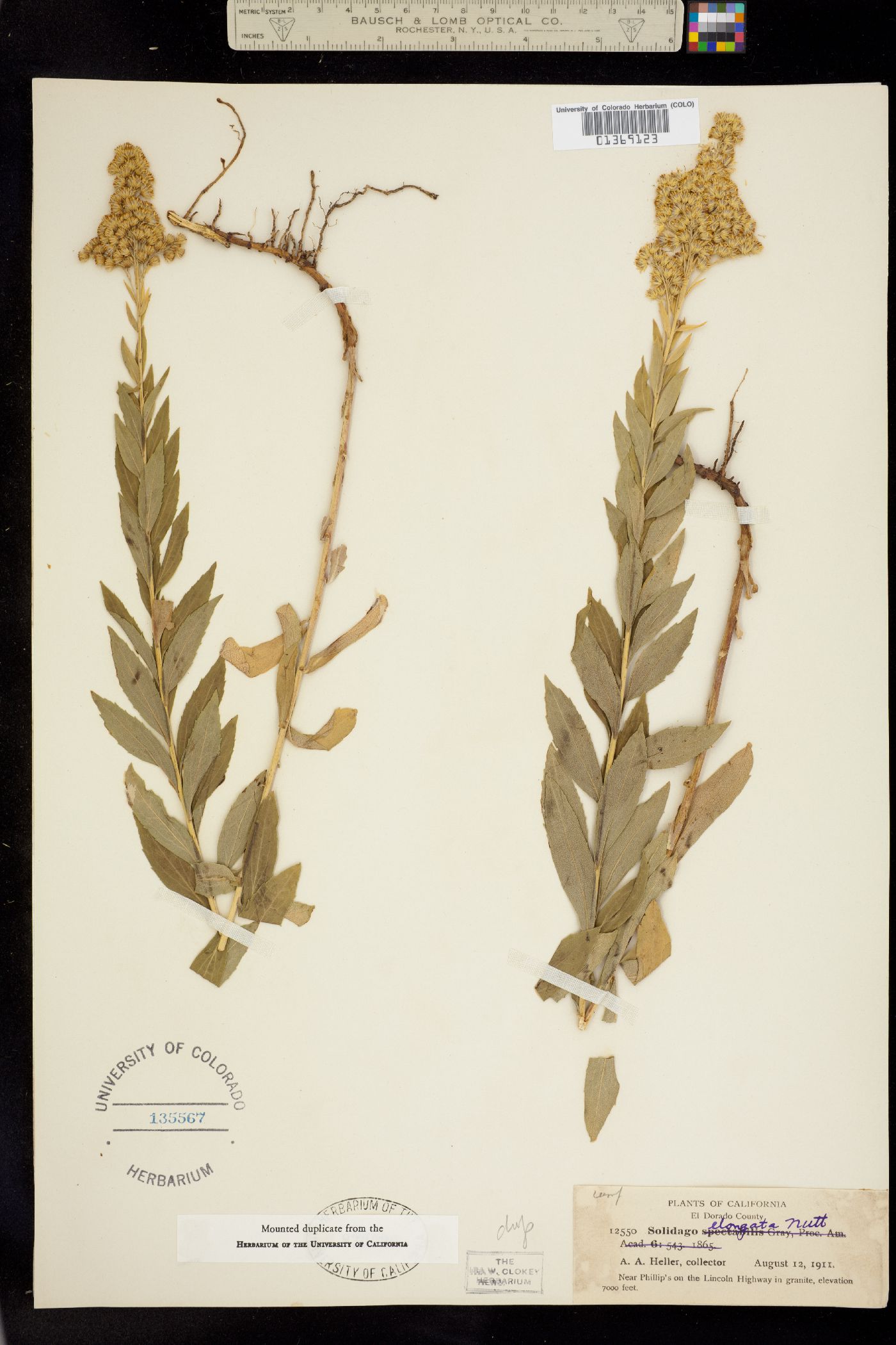 Solidago elongata image