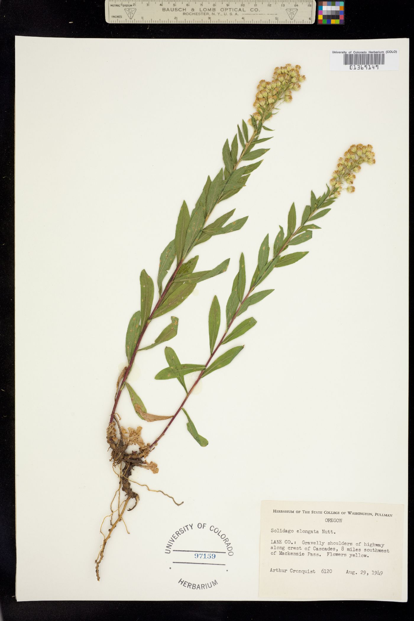 Solidago elongata image