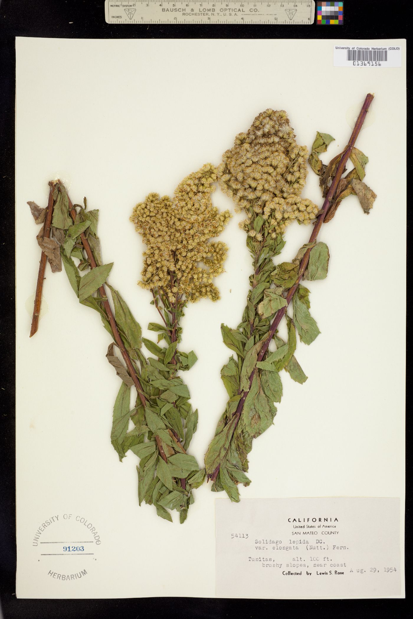 Solidago elongata image