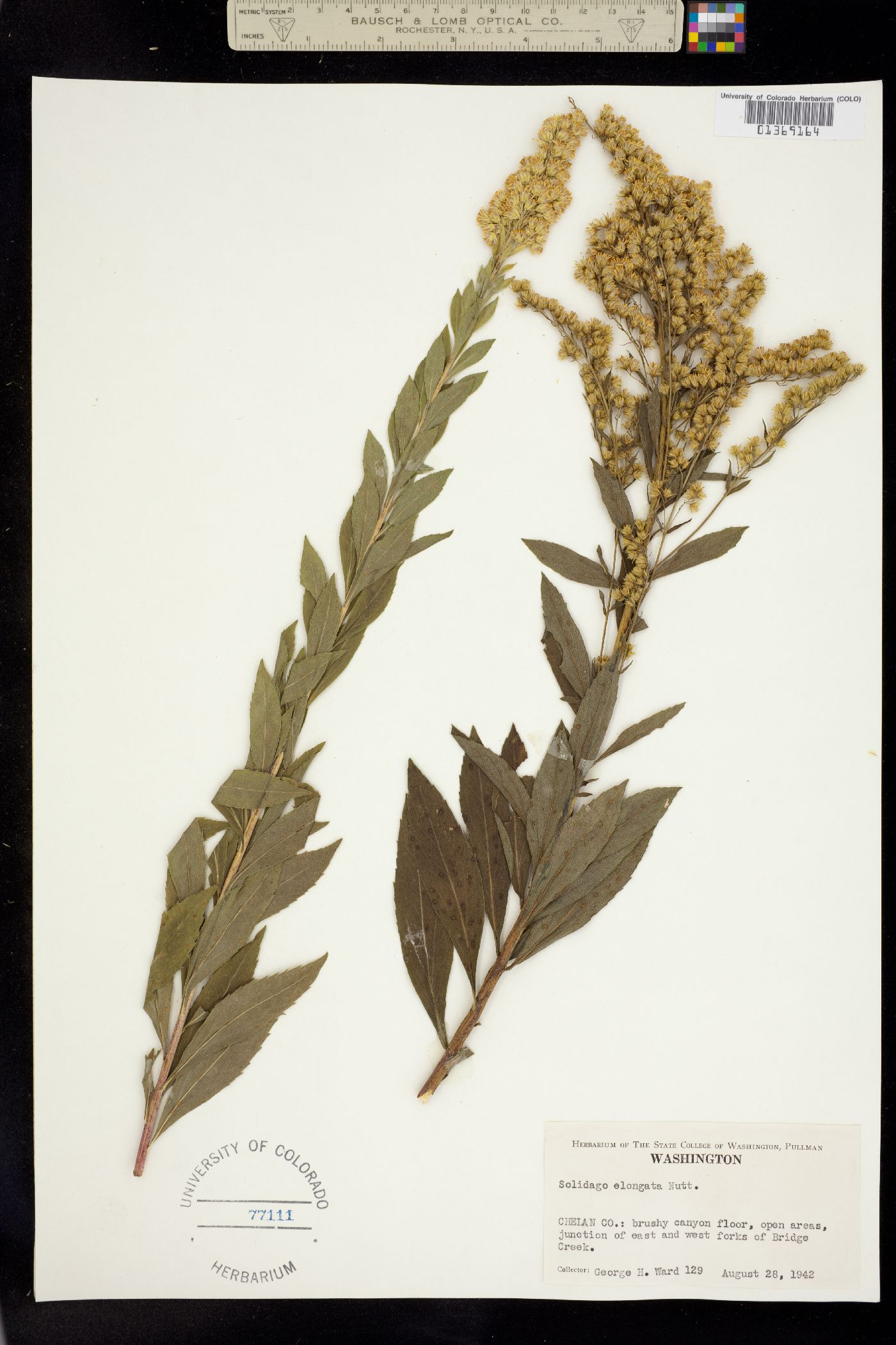 Solidago elongata image
