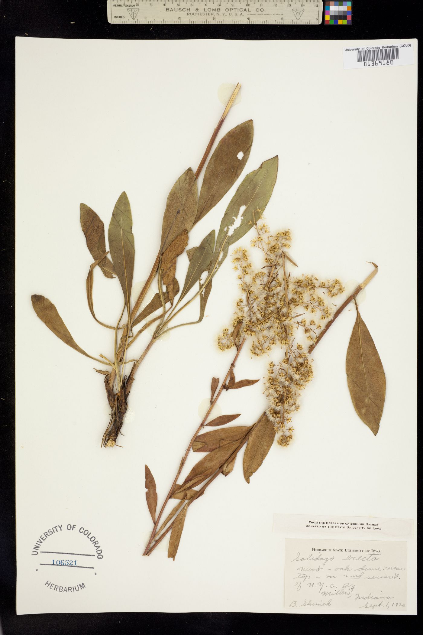 Solidago erecta image