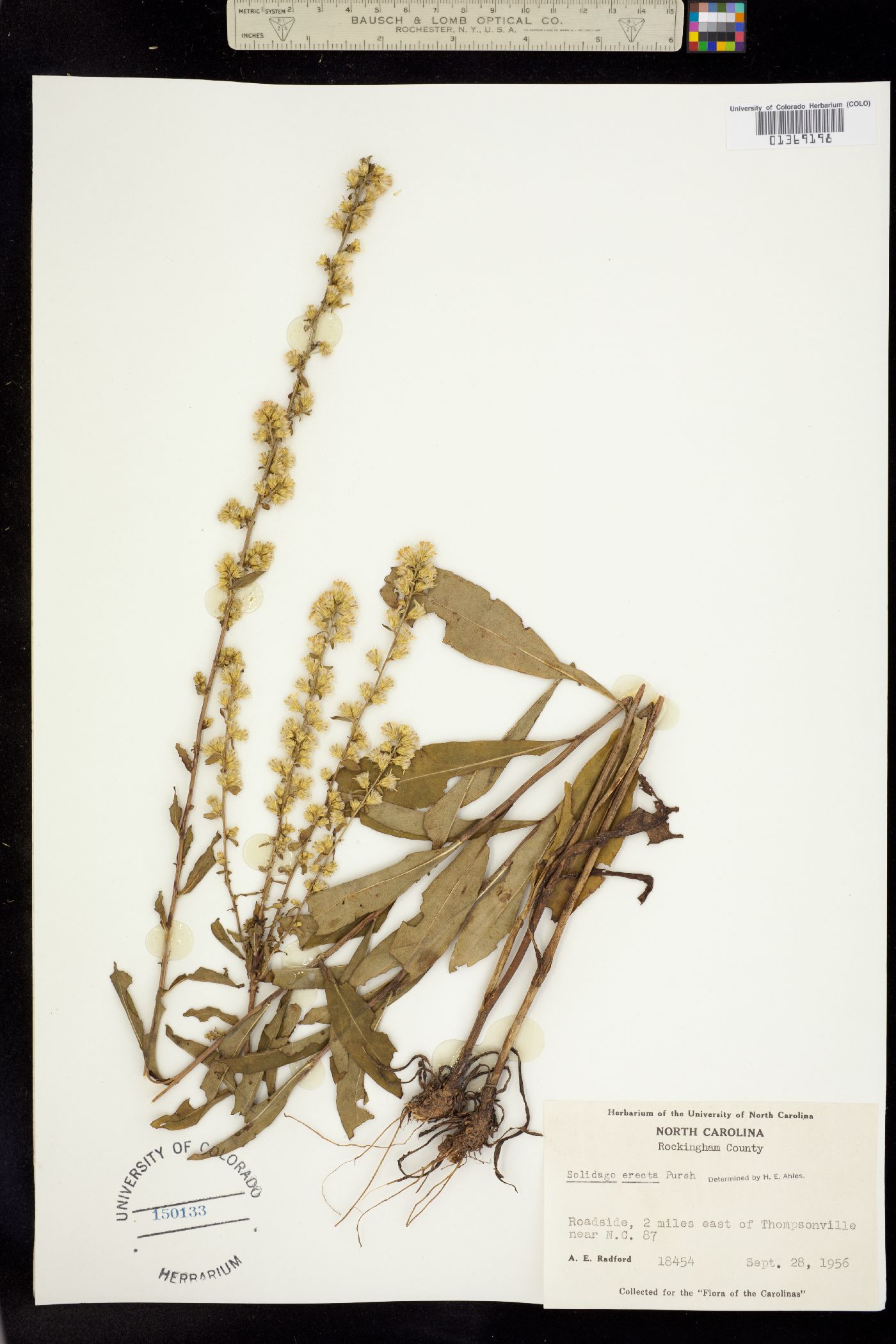 Solidago erecta image