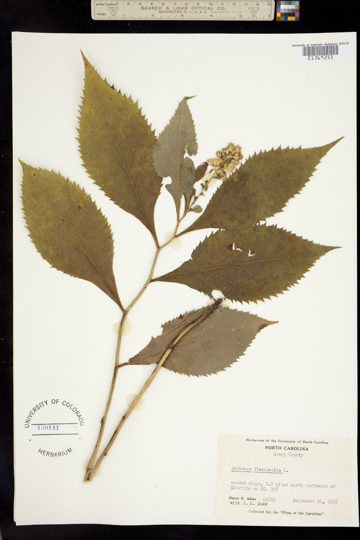 Solidago flexicaulis image