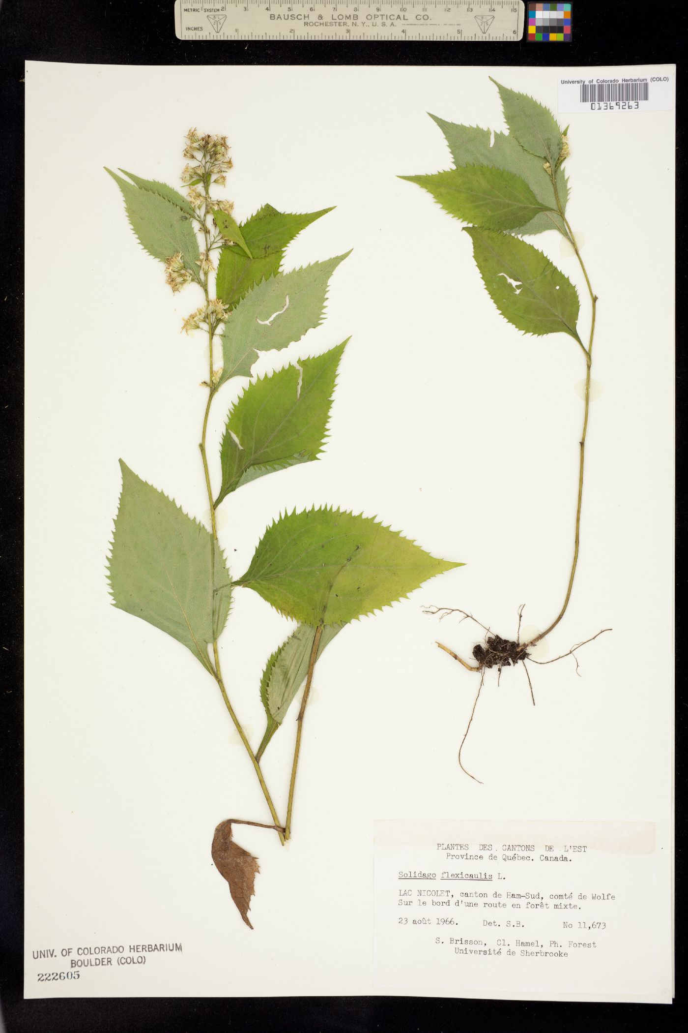 Solidago flexicaulis image