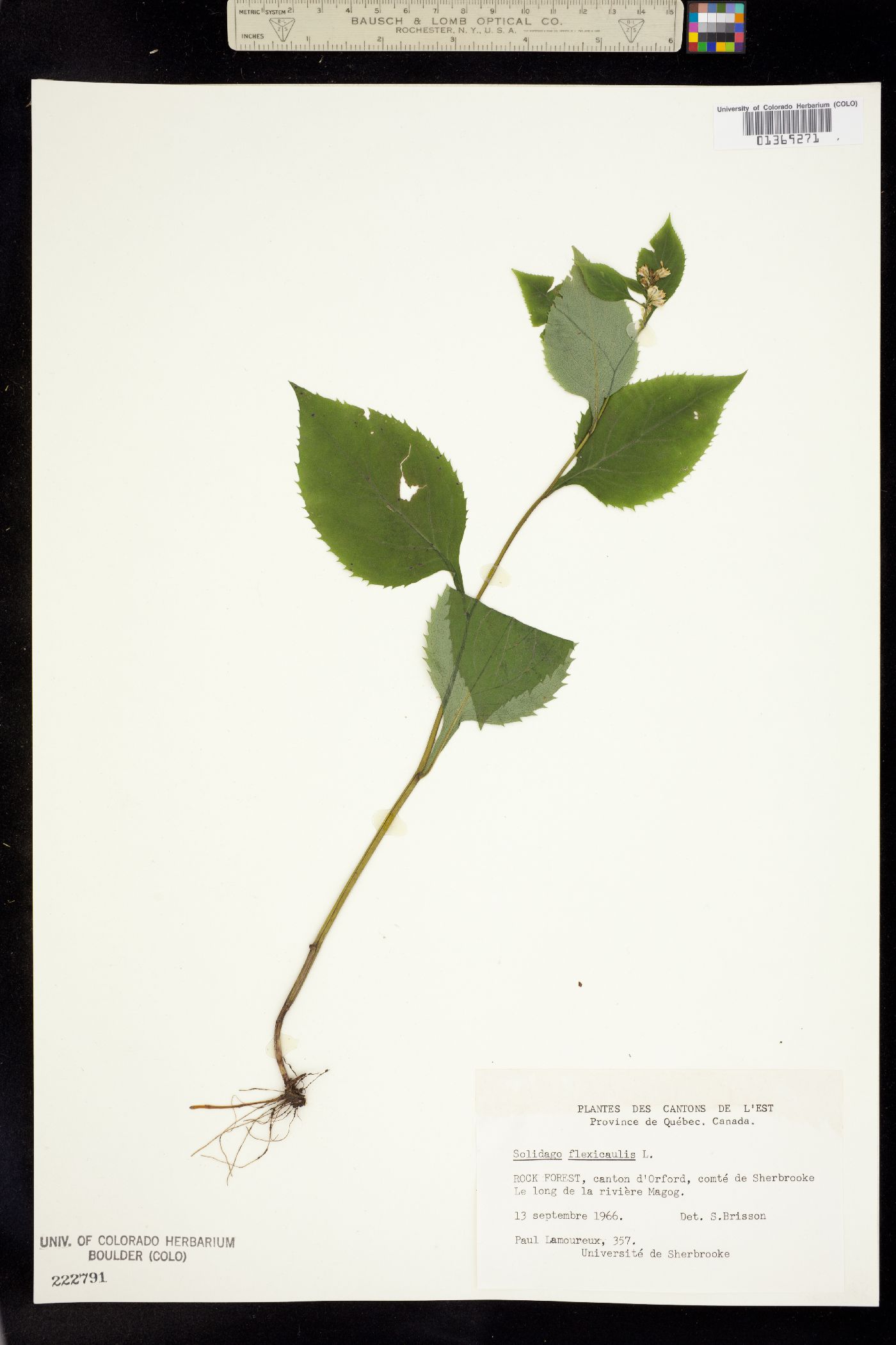 Solidago flexicaulis image