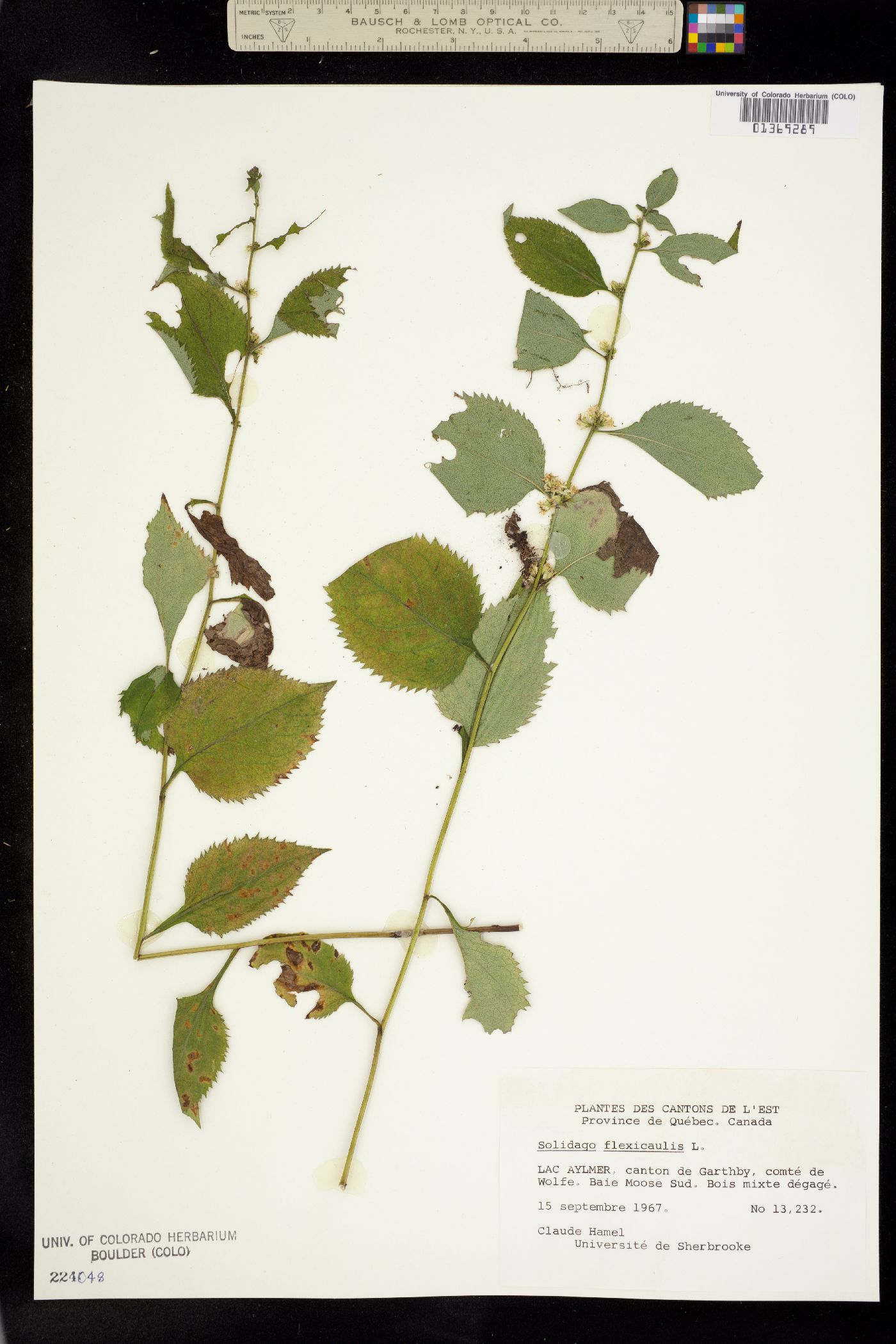 Solidago flexicaulis image