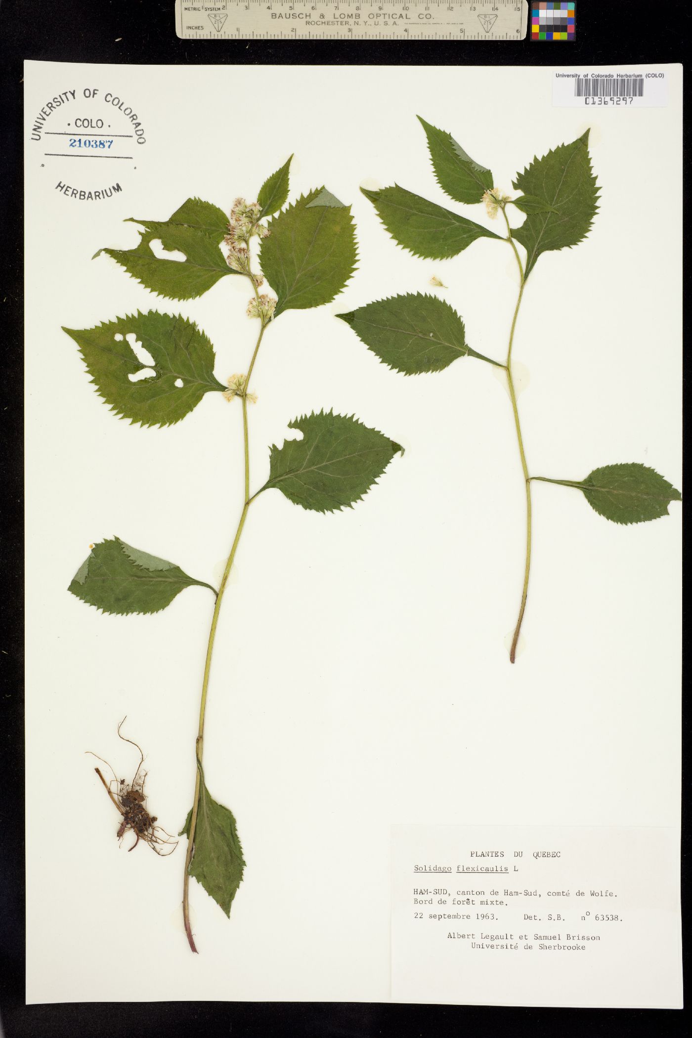 Solidago flexicaulis image
