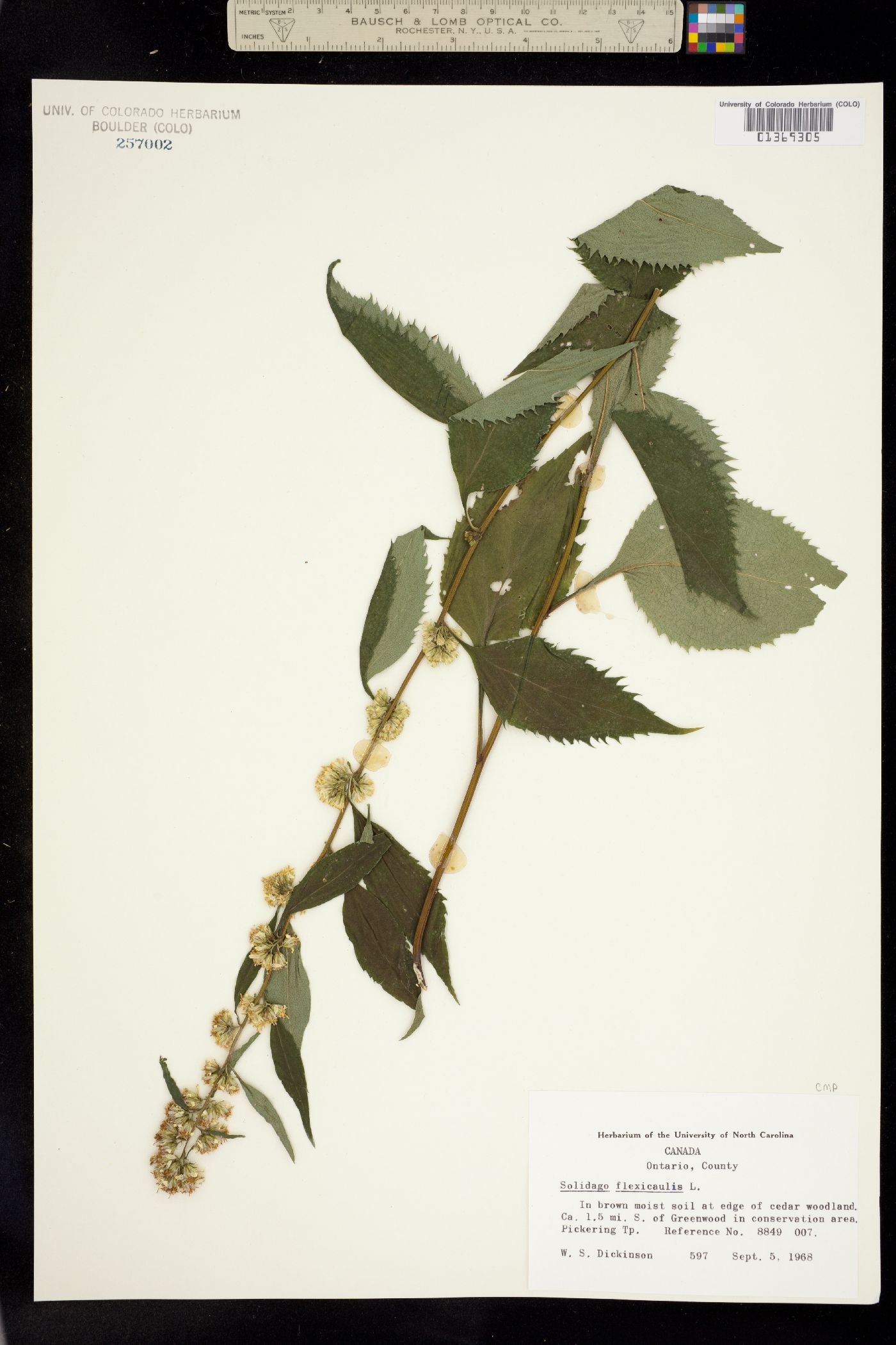 Solidago flexicaulis image