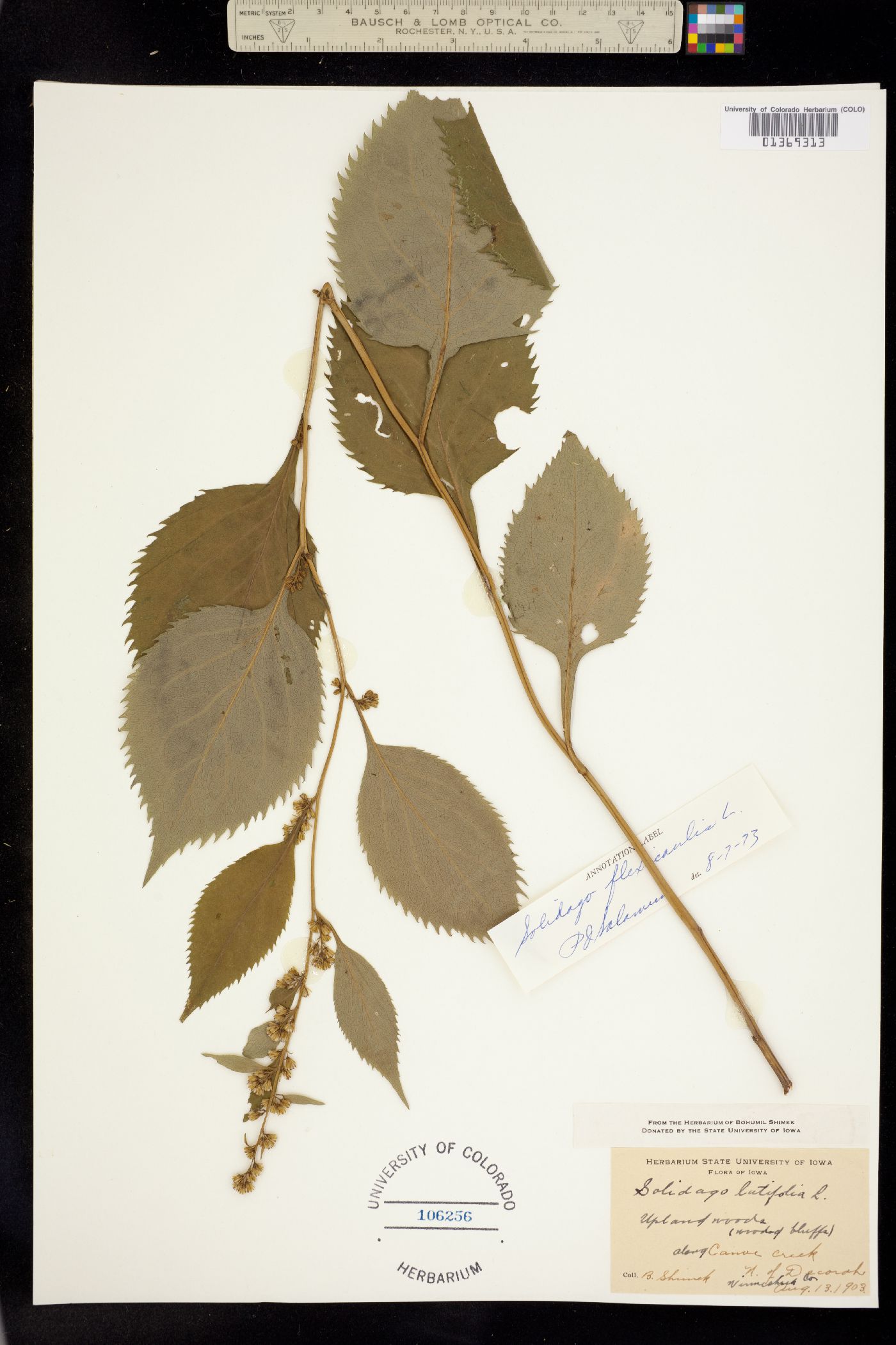 Solidago flexicaulis image