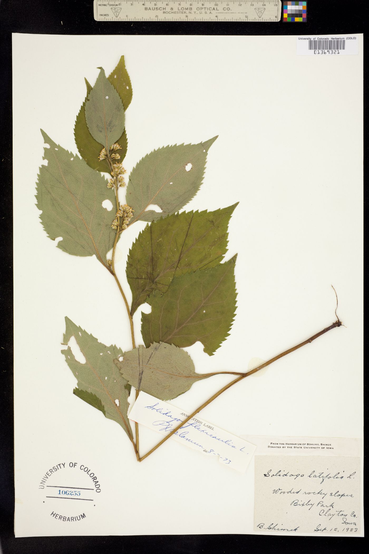 Solidago flexicaulis image