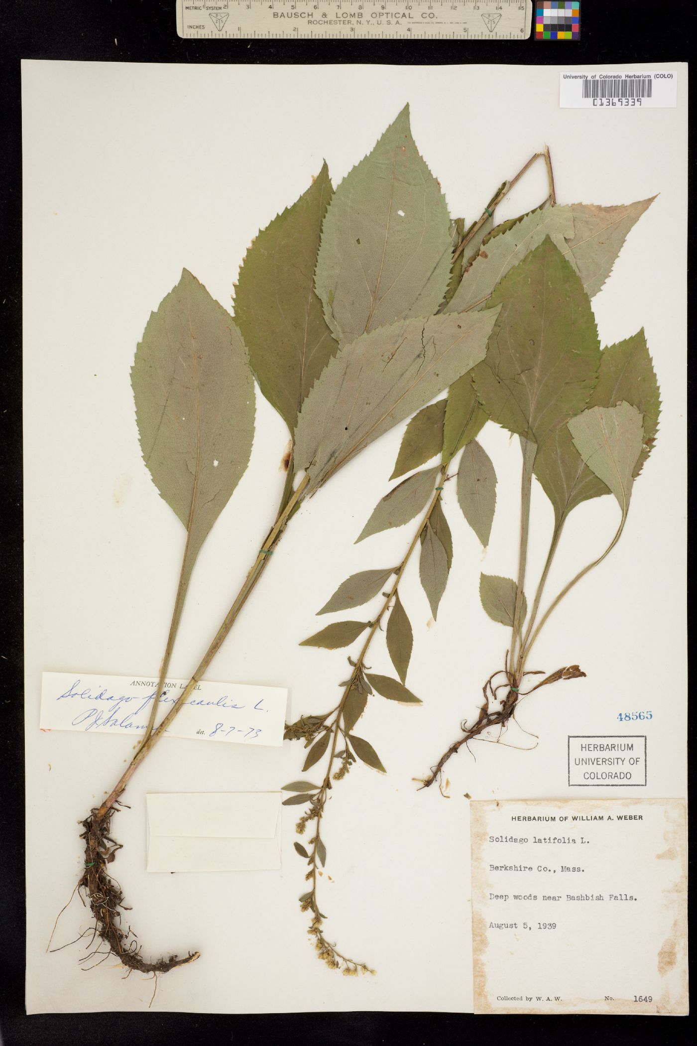 Solidago flexicaulis image